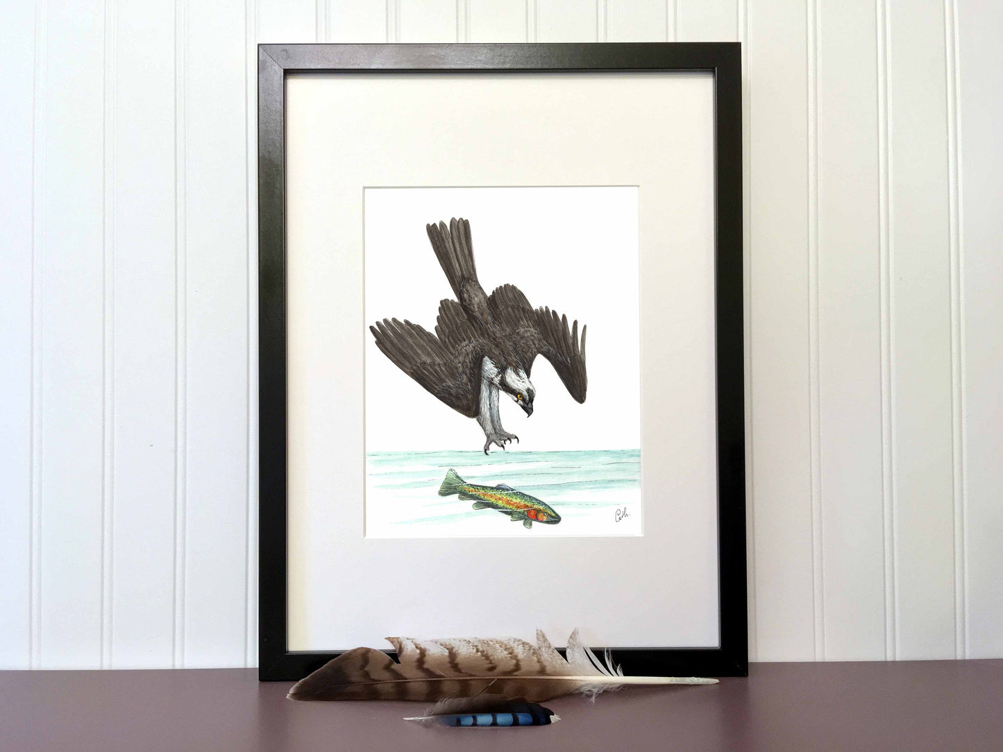 Original illustration - Osprey