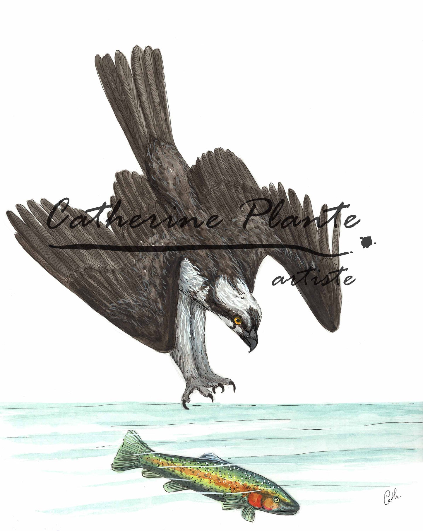 Original illustration - Osprey