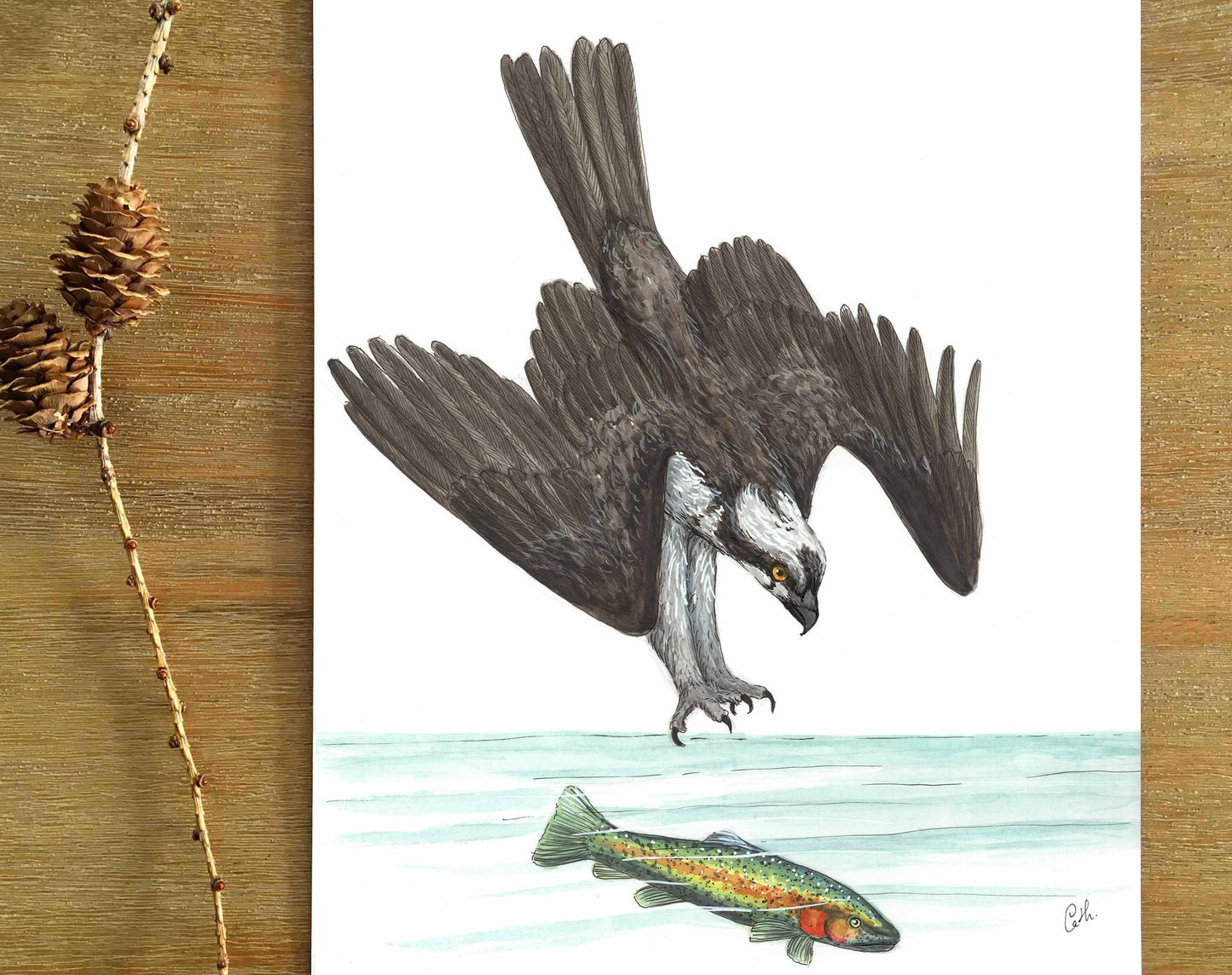 Original illustration - Osprey