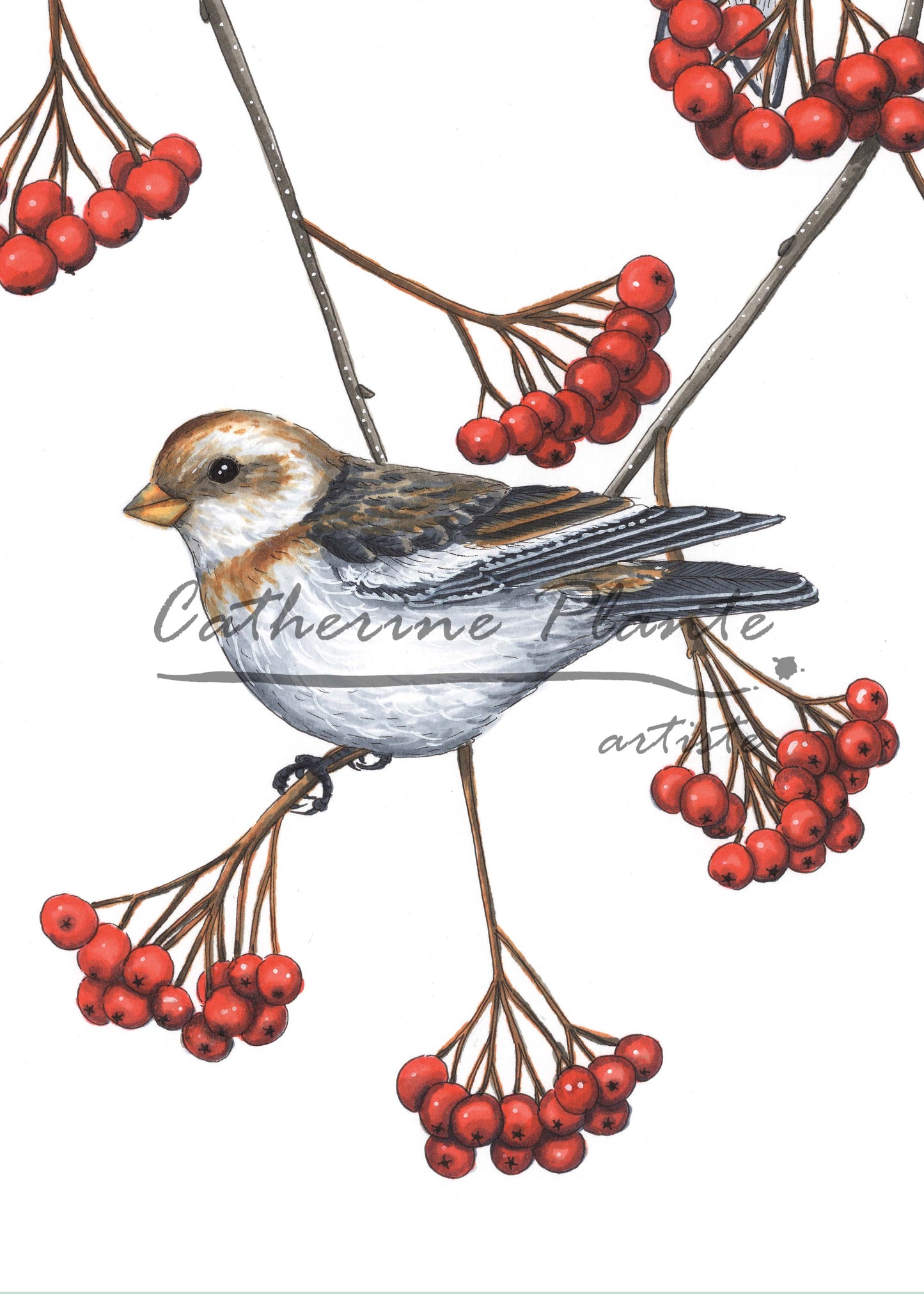 Map - Snow Bunting