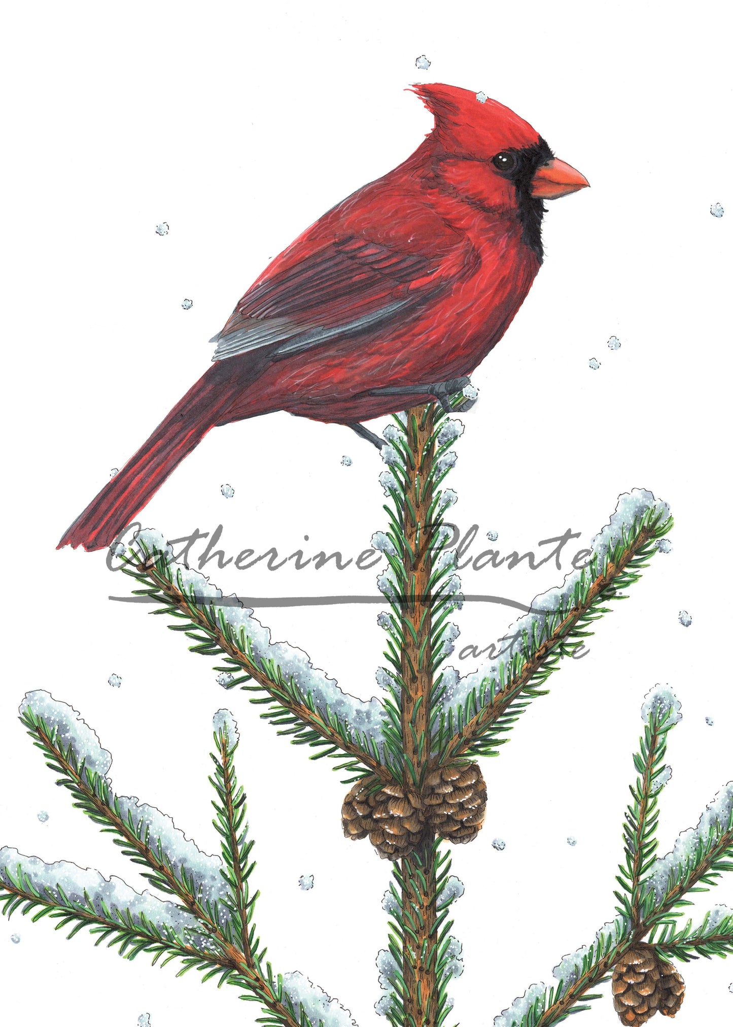 Carte - Cardinal rouge et épinette