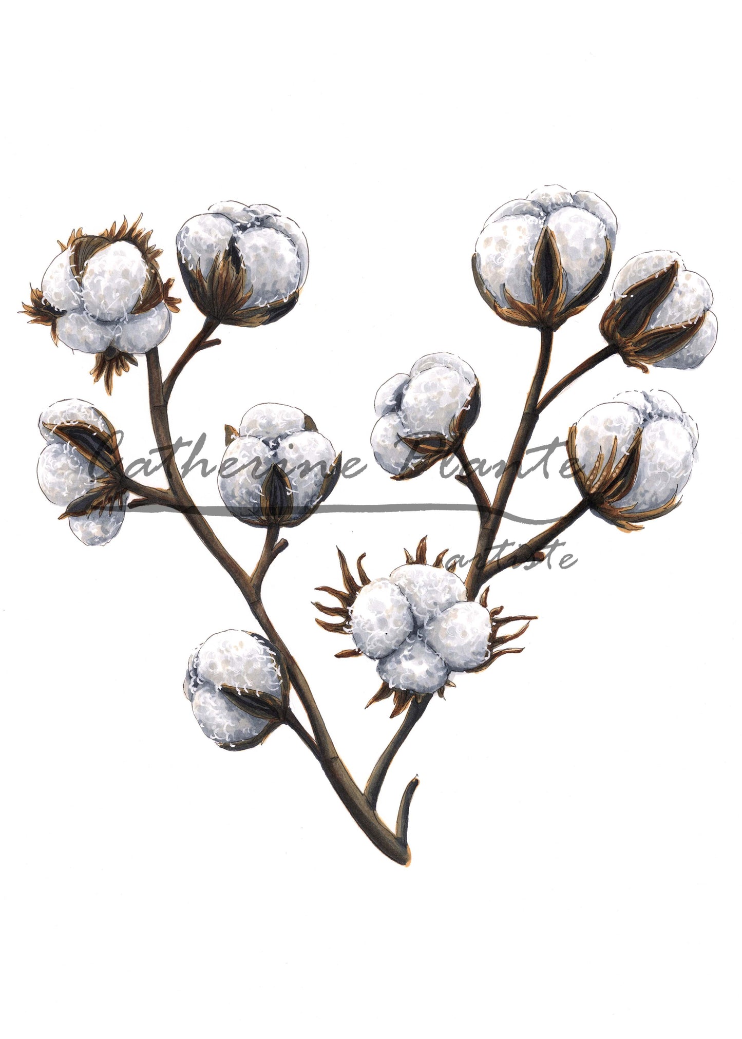 Card - Cotton Heart