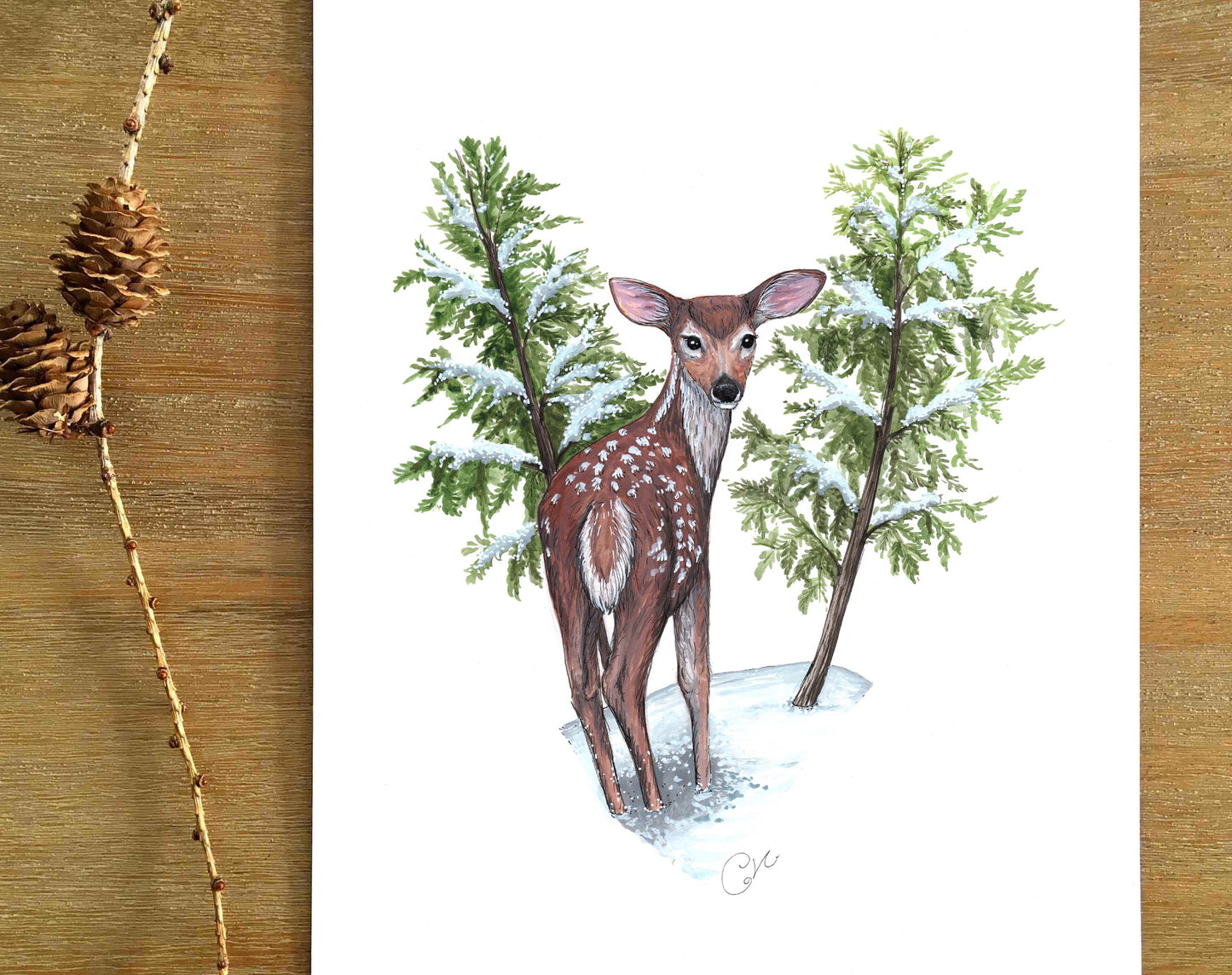 Illustration botanique ou animalière sur papier