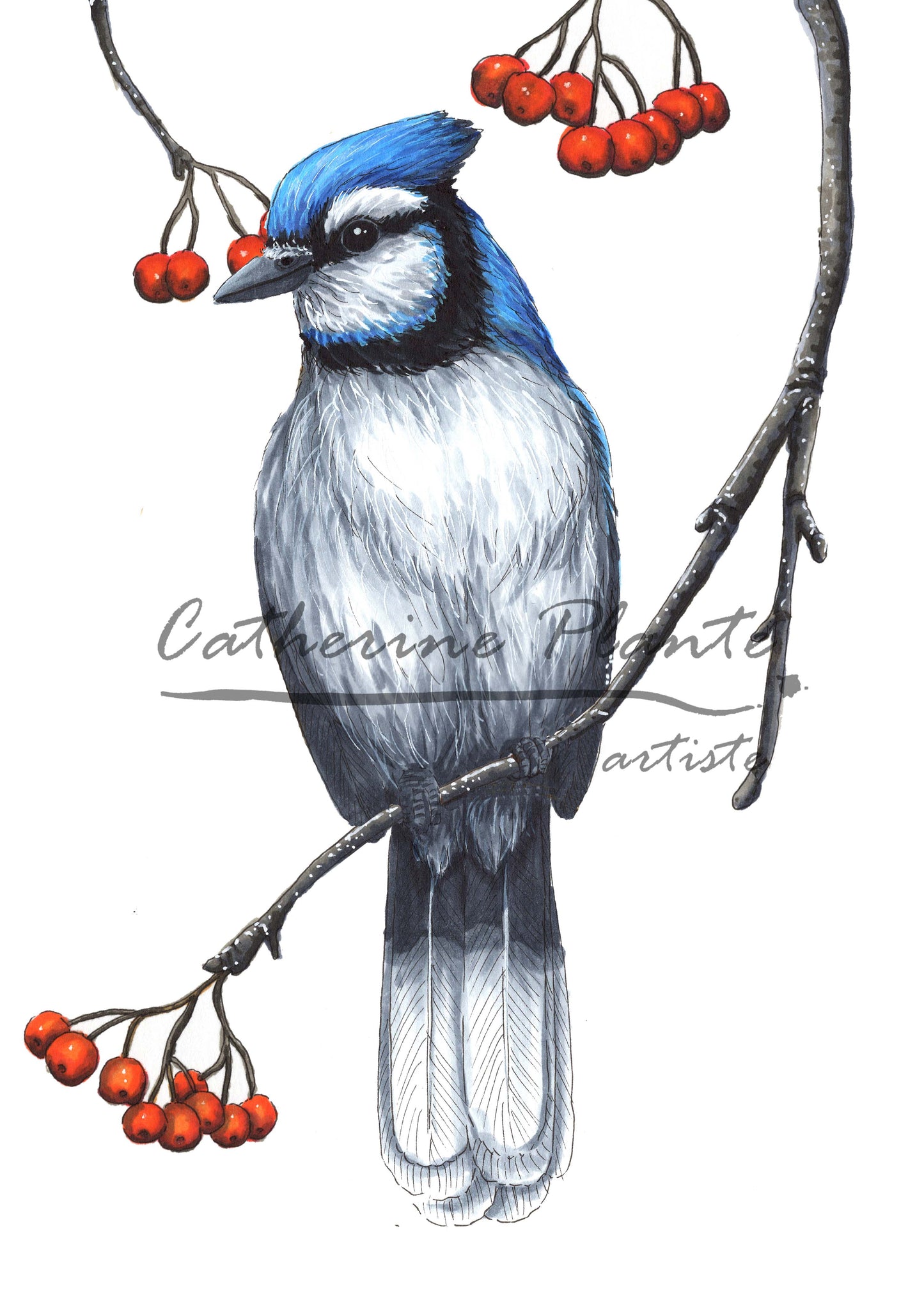 Map - Blue Jay and Mountain Ash