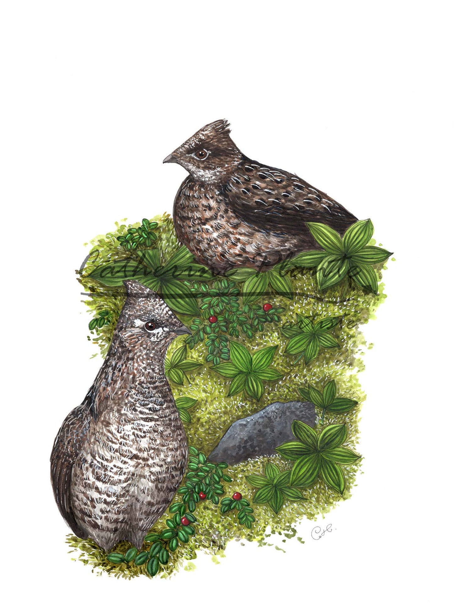 Grande illustration originale - Les gélinottes boréales