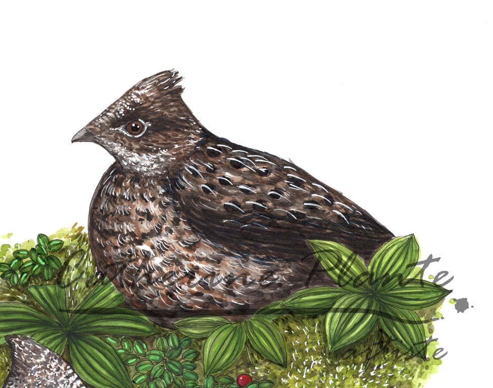 Grande illustration originale - Les gélinottes boréales