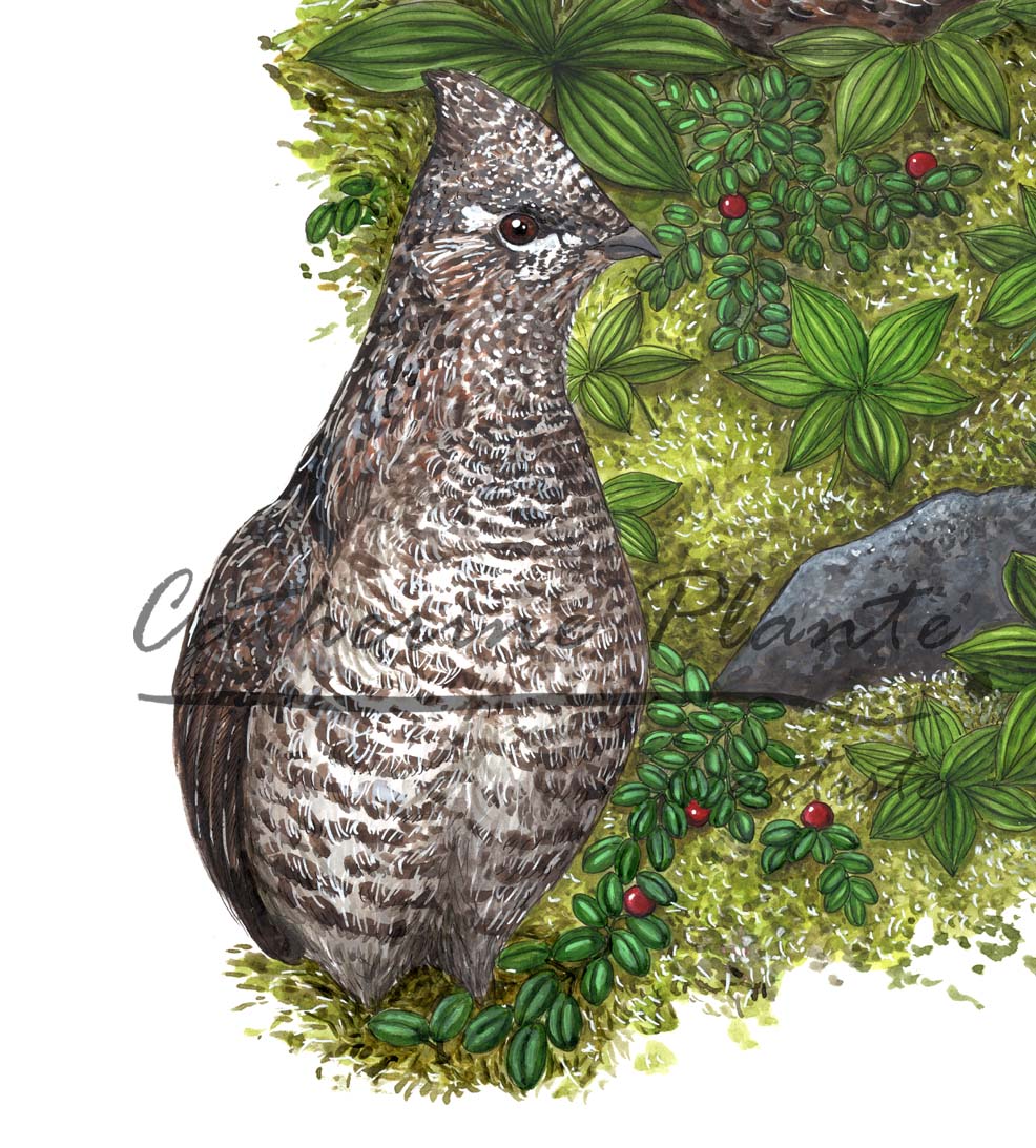 Grande illustration originale - Les gélinottes boréales