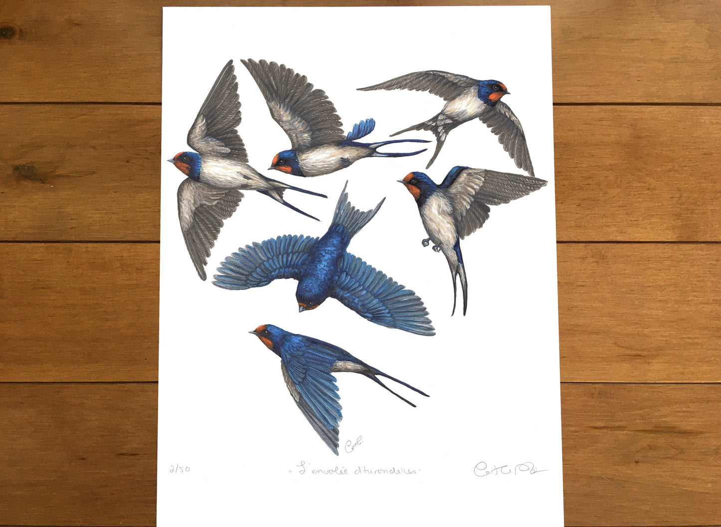 Large Art Print - Flight of Swallows