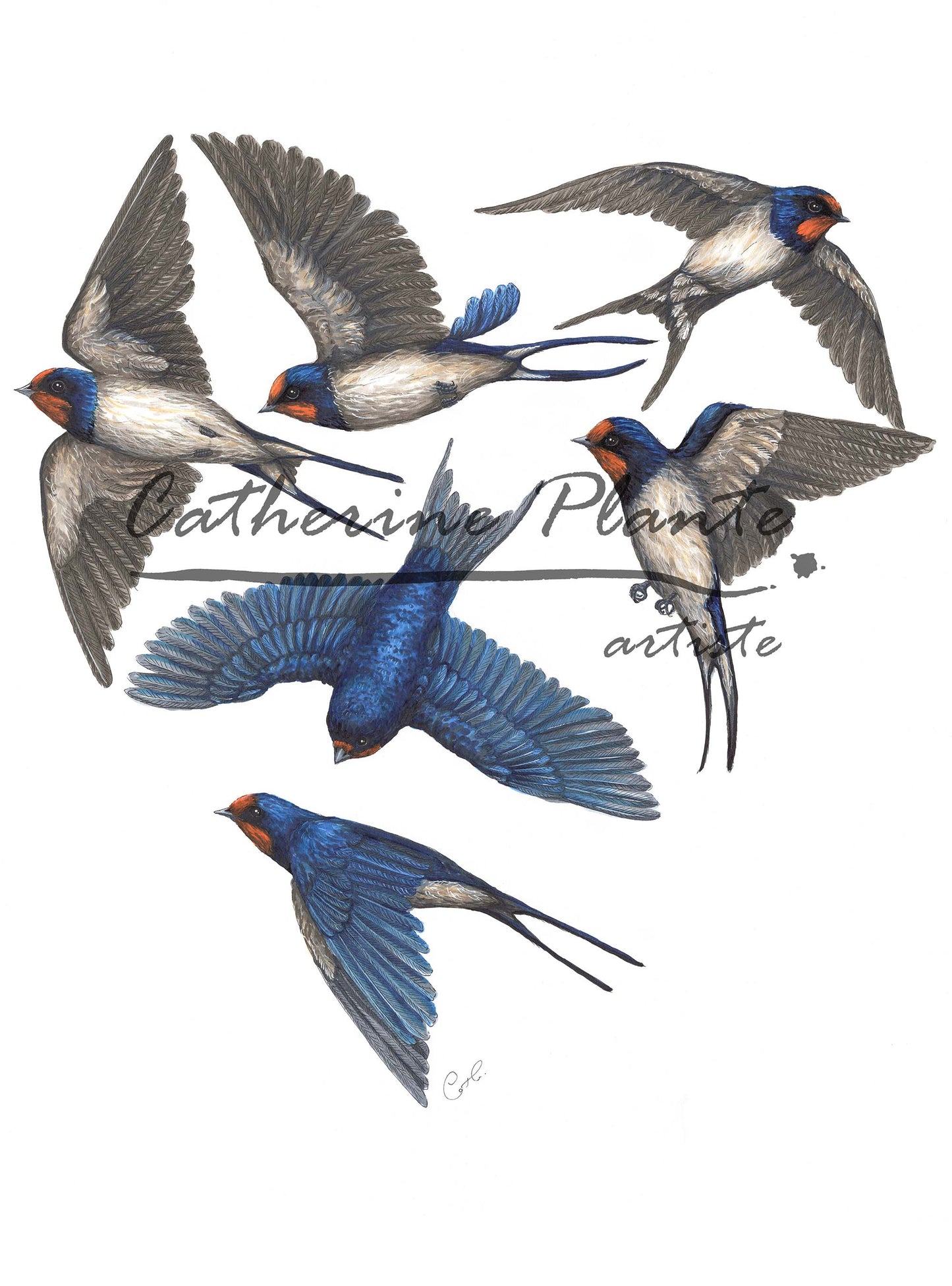 Large Art Print - Flight of Swallows