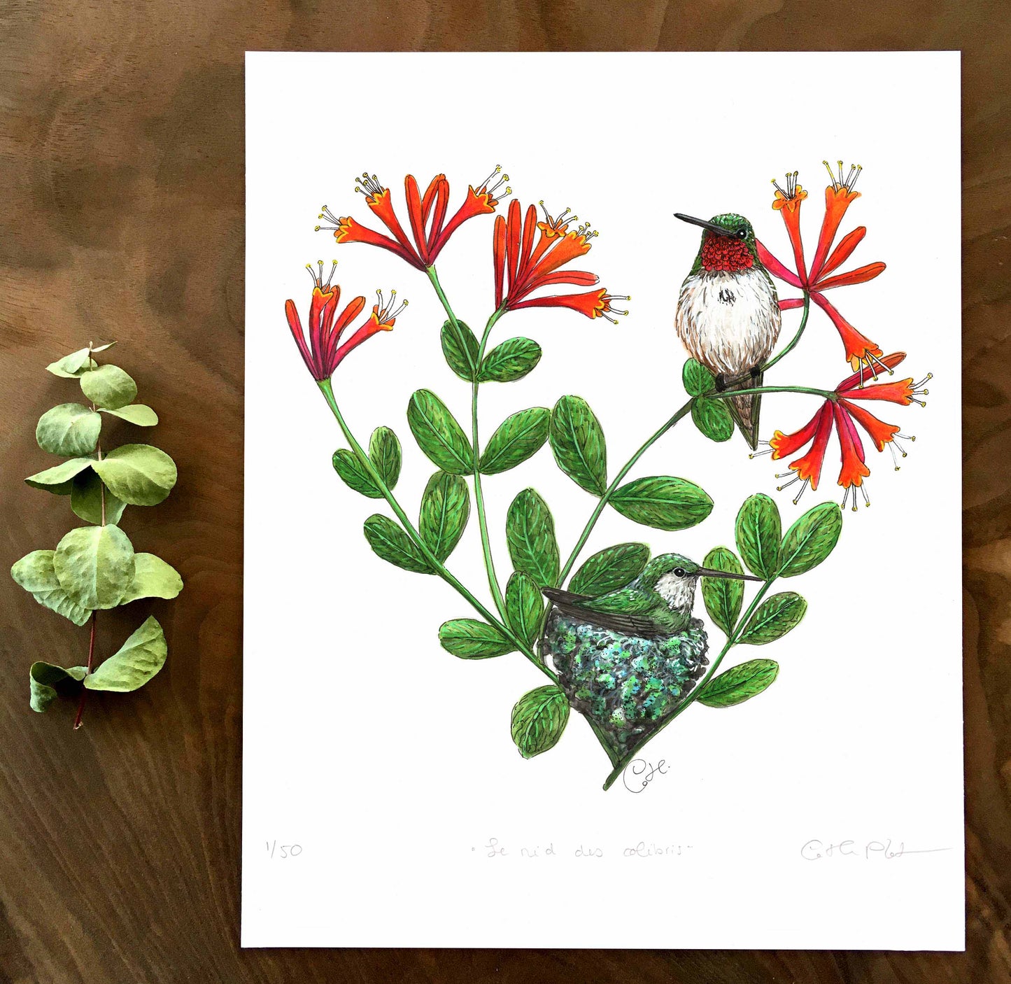 Impression d'art - Le nid des colibris