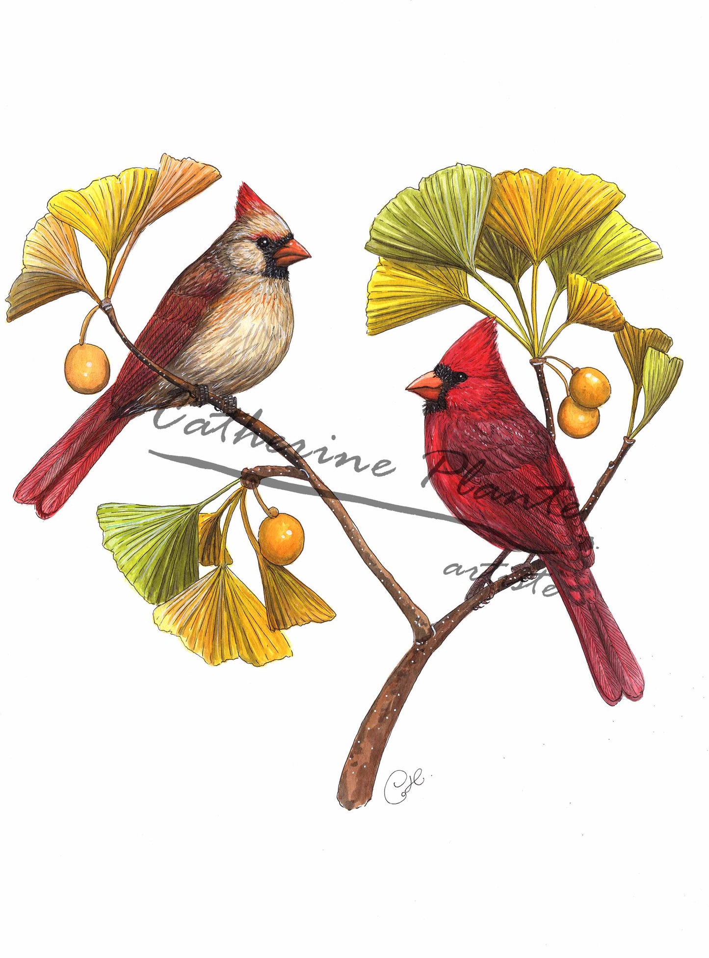 Cardinals and the Ginkgo