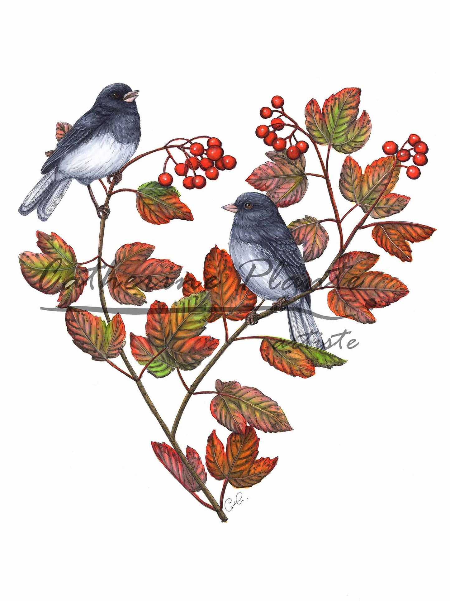 Grande impression d'art - Les juncos et le viorne