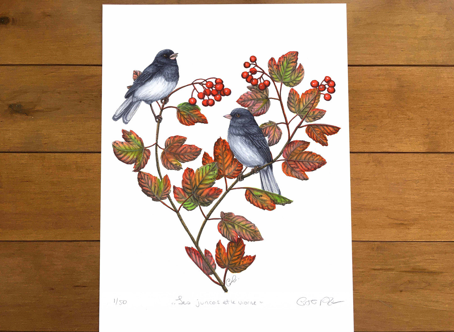 Grande impression d'art - Les juncos et le viorne