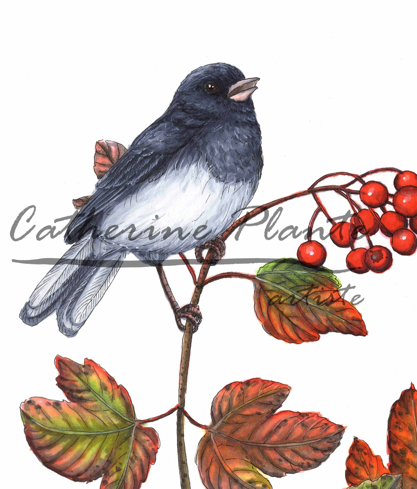 Grande impression d'art - Les juncos et le viorne