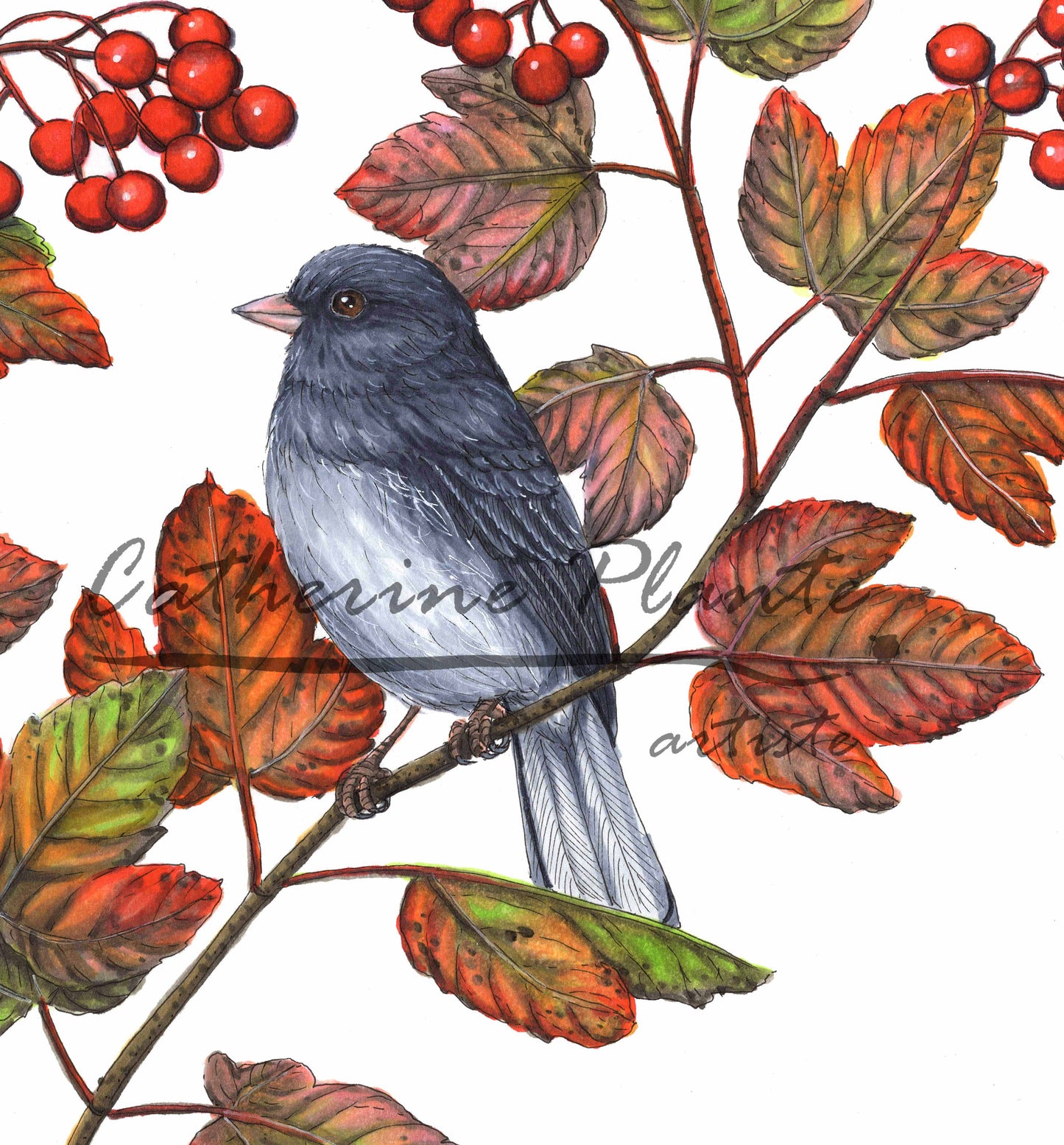 Grande impression d'art - Les juncos et le viorne