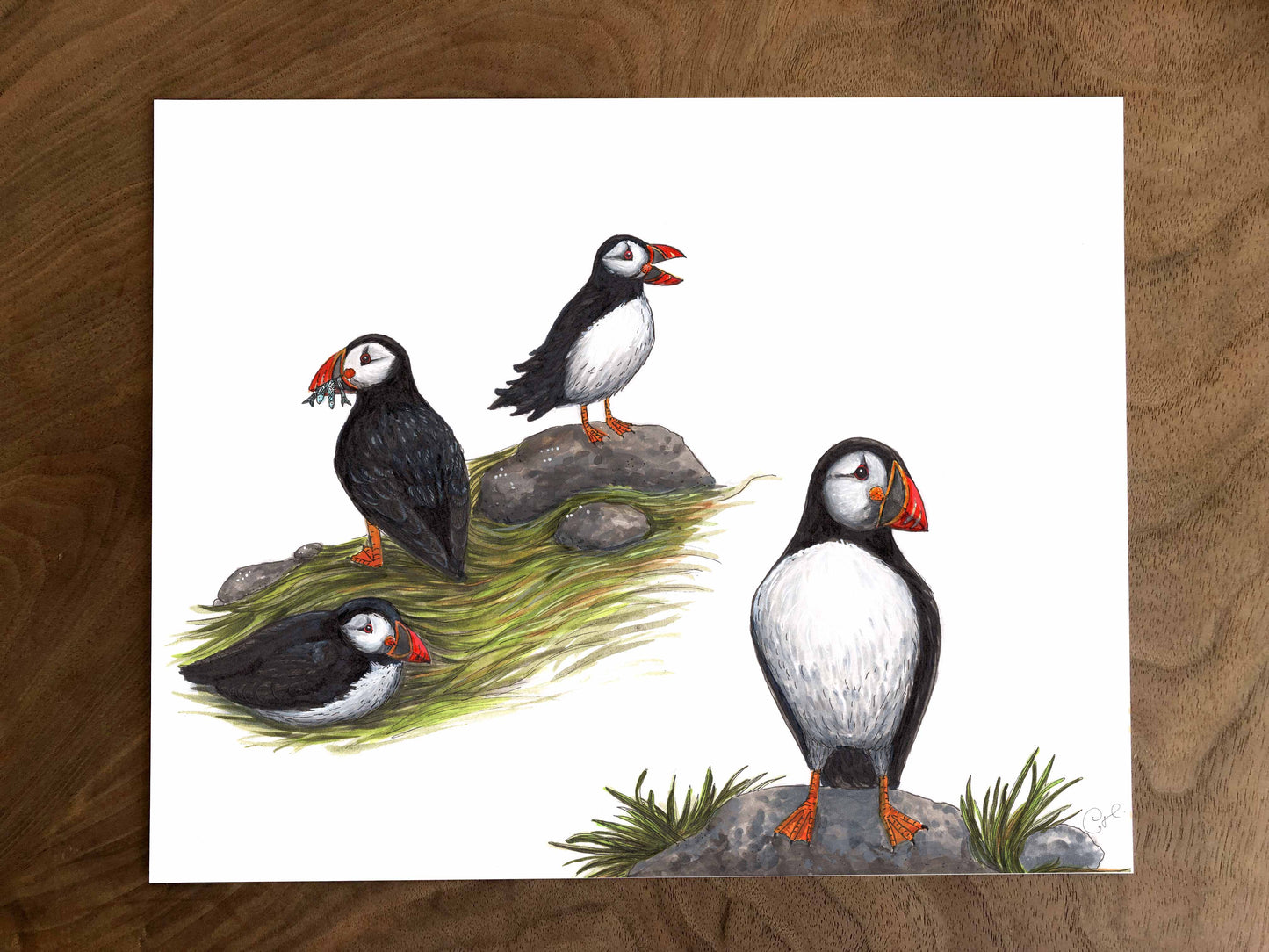 Illustration originale - Les macareux