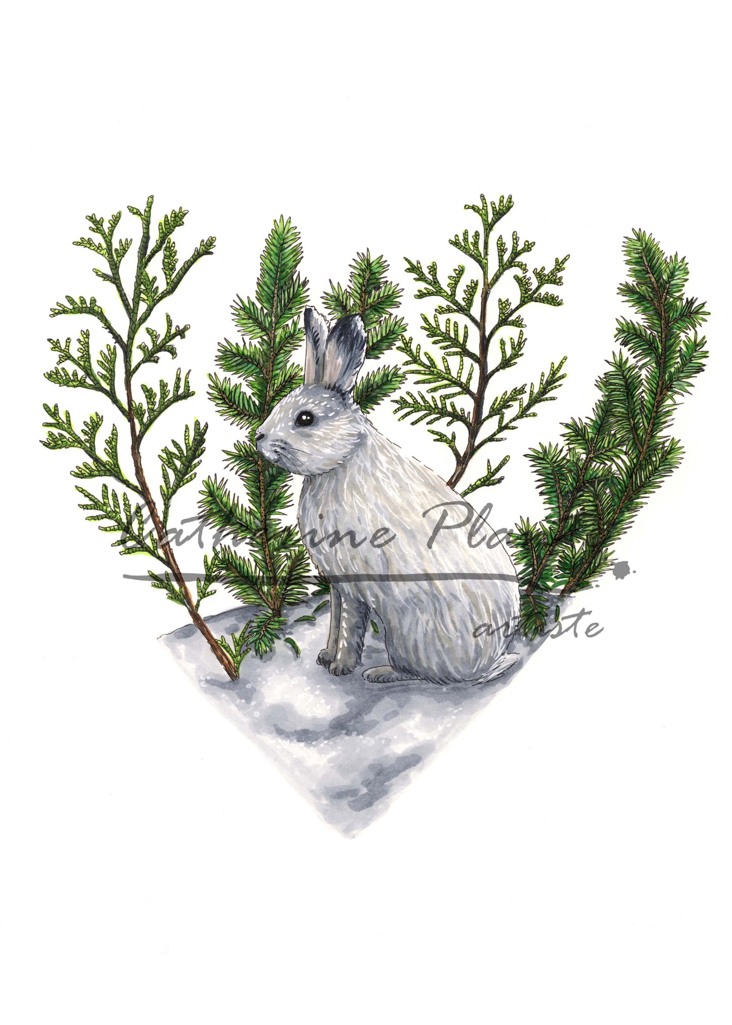 Map - Hare in the heart of winter