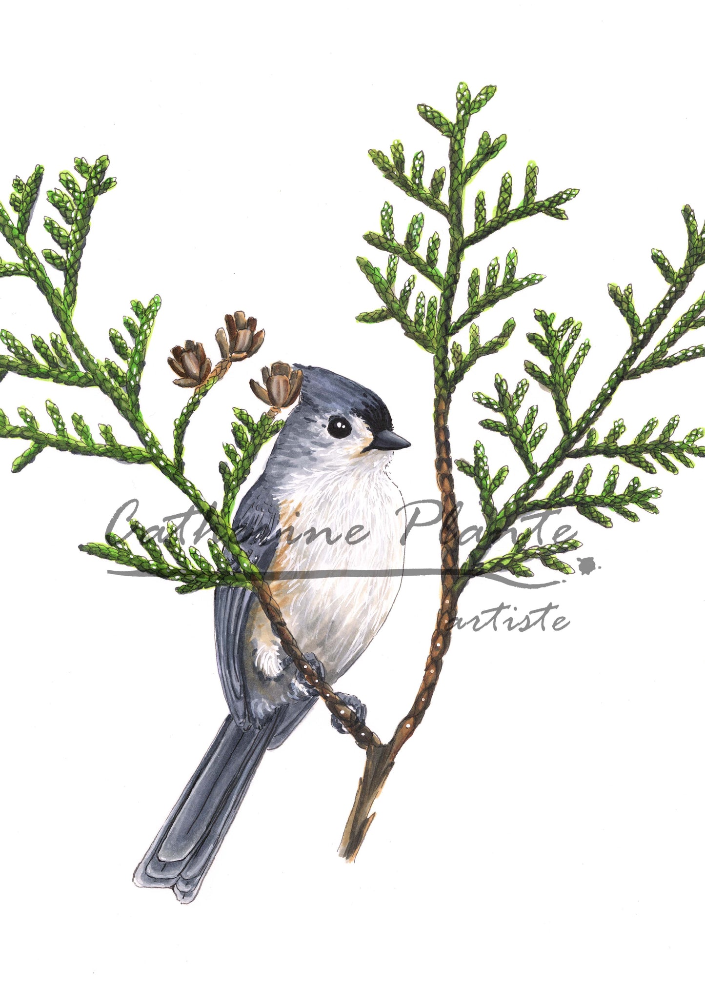 Map - Tufted Titmouse and Cedar