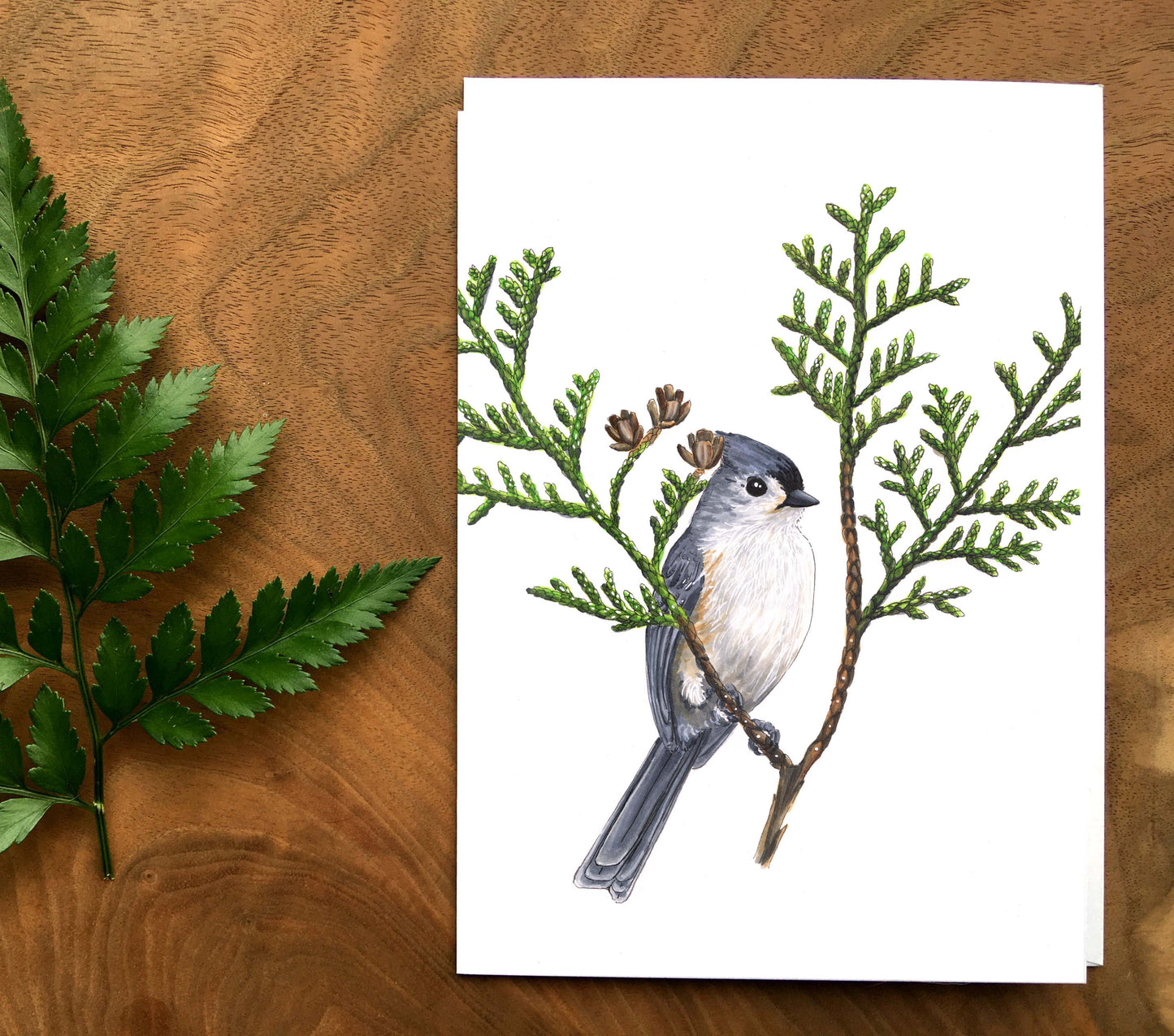 Map - Tufted Titmouse and Cedar