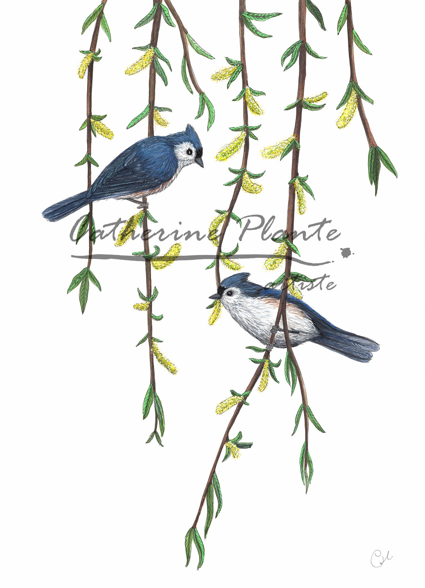 Grande illustration originale - Les mésanges bicolores et le saule pleureur