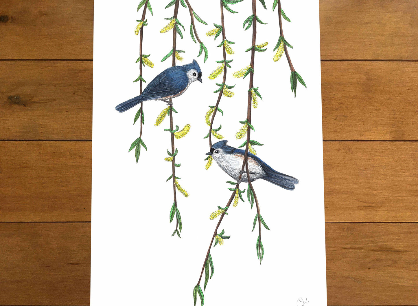 Grande illustration originale - Les mésanges bicolores et le saule pleureur