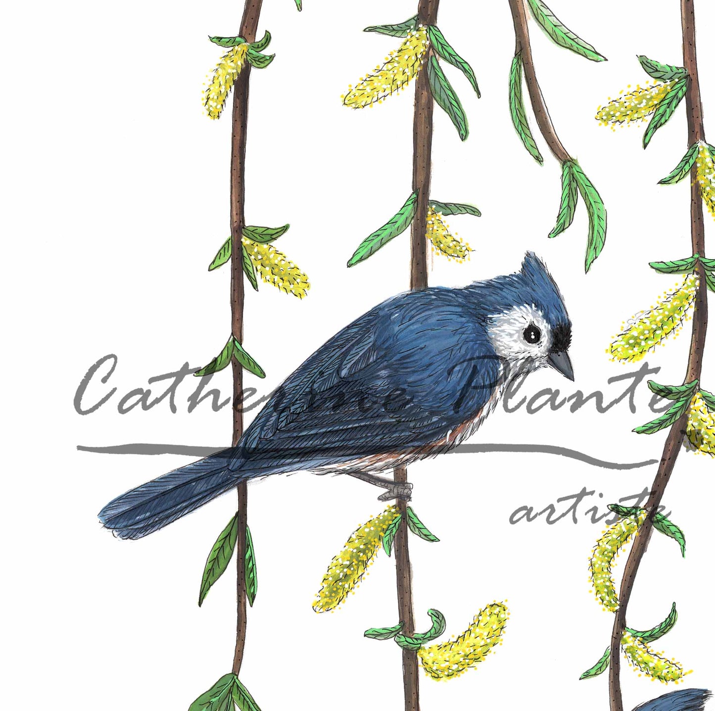 Grande illustration originale - Les mésanges bicolores et le saule pleureur