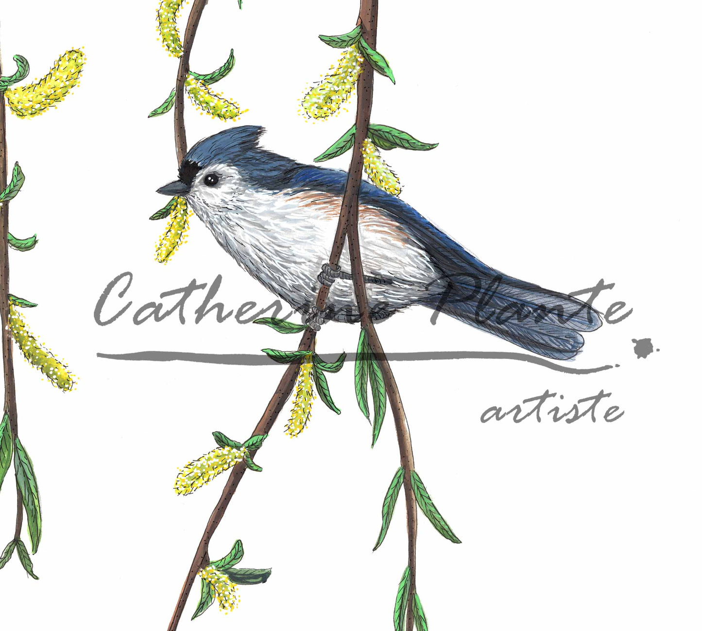 Grande illustration originale - Les mésanges bicolores et le saule pleureur
