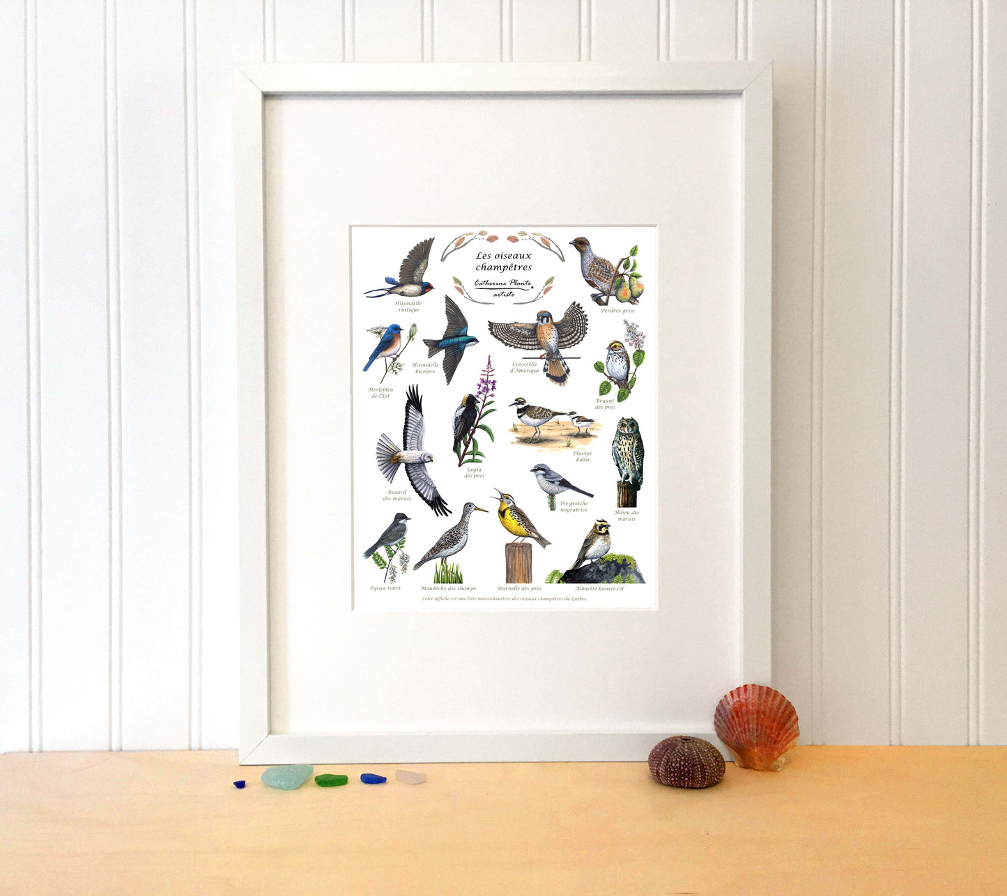 Educational poster - Countryside birds