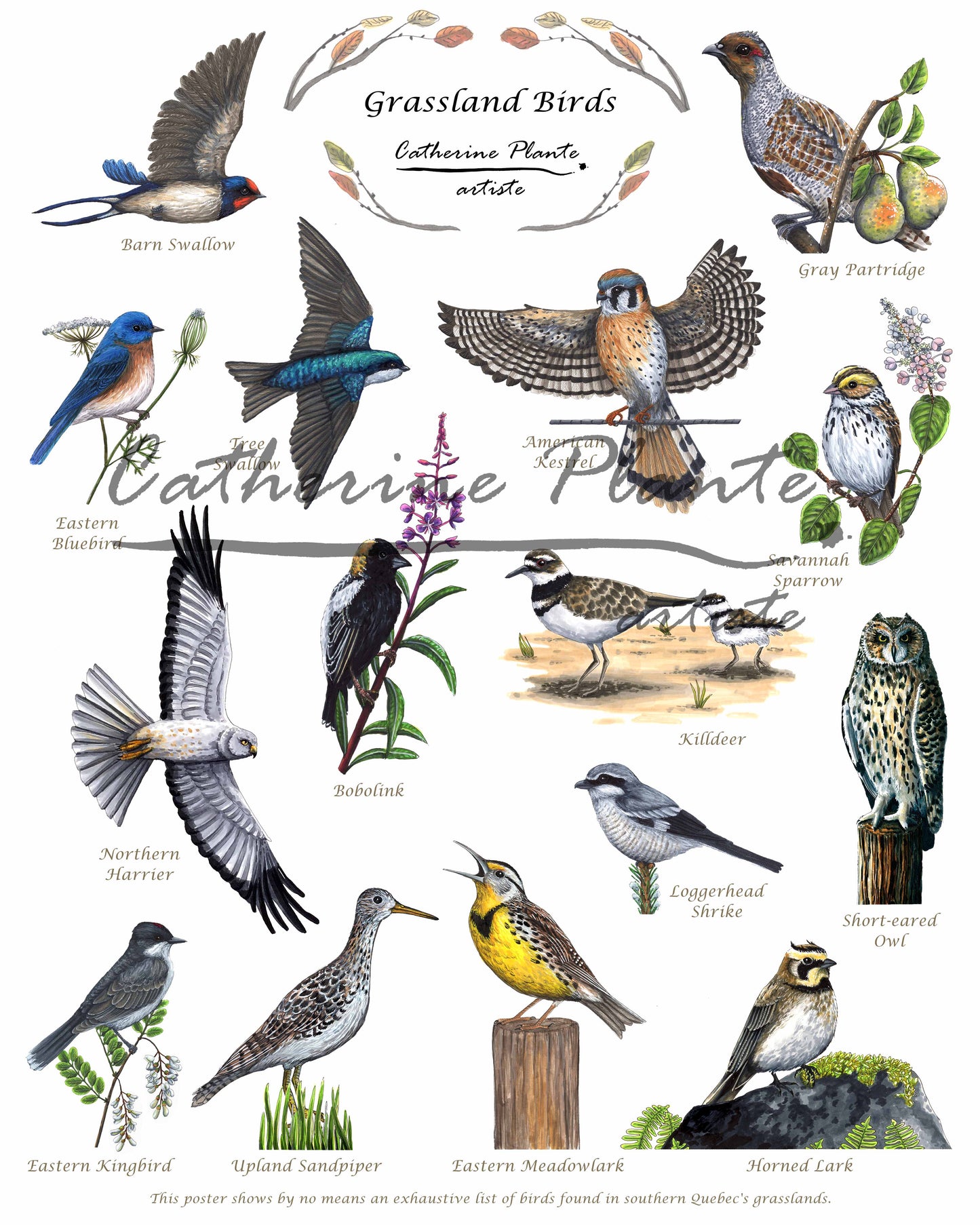 Educational poster - Countryside birds