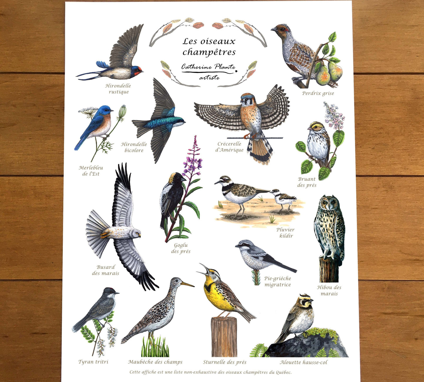 Educational poster - Countryside birds