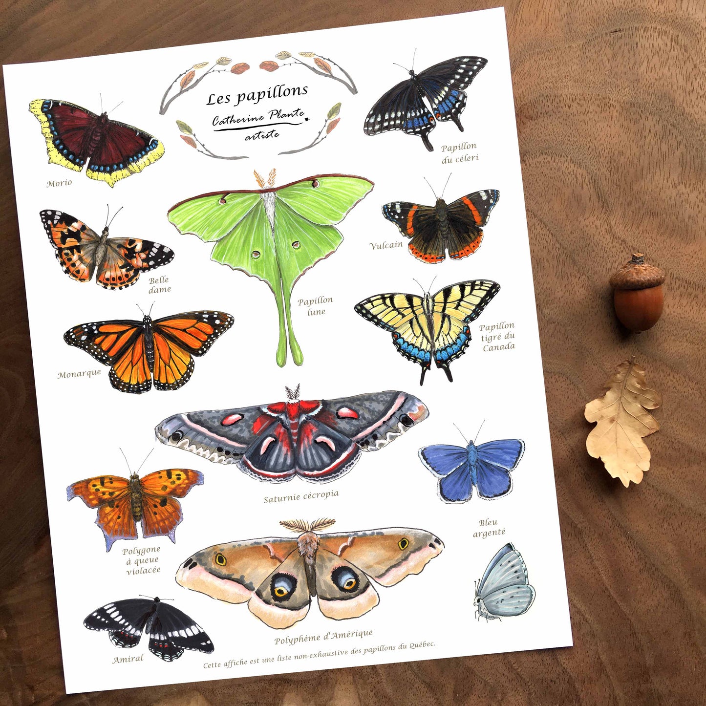 Educational poster - Butterflies