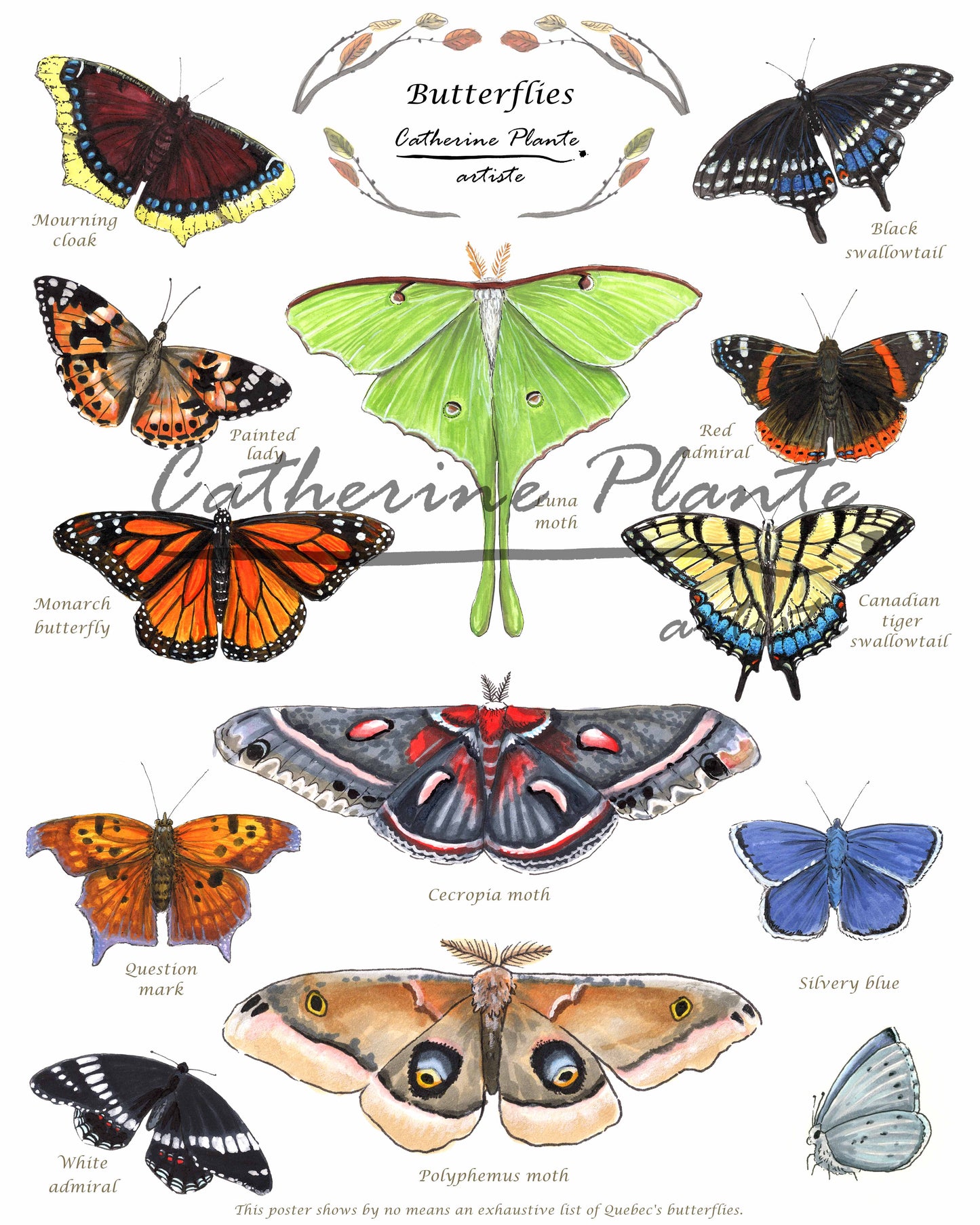 Educational poster - Butterflies