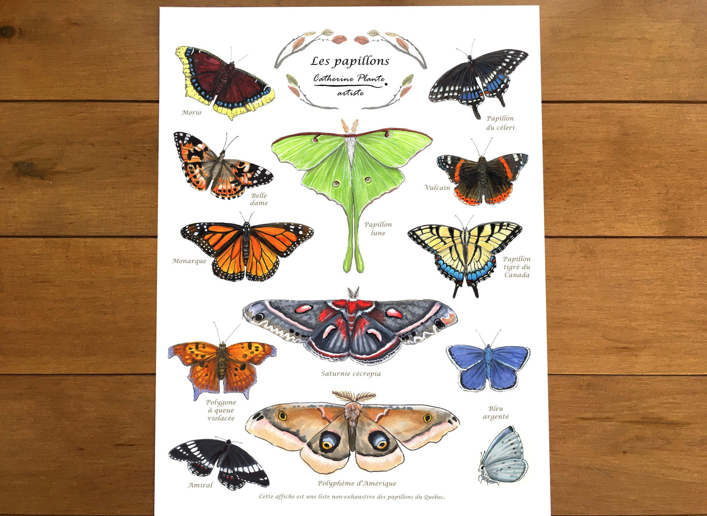 Educational poster - Butterflies