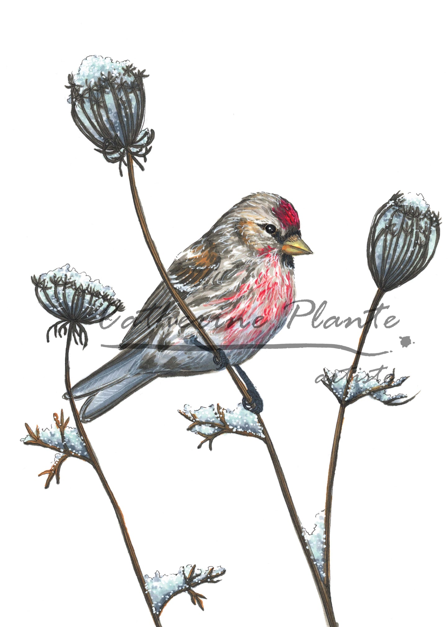 Map - Redpoll and winter delicacy