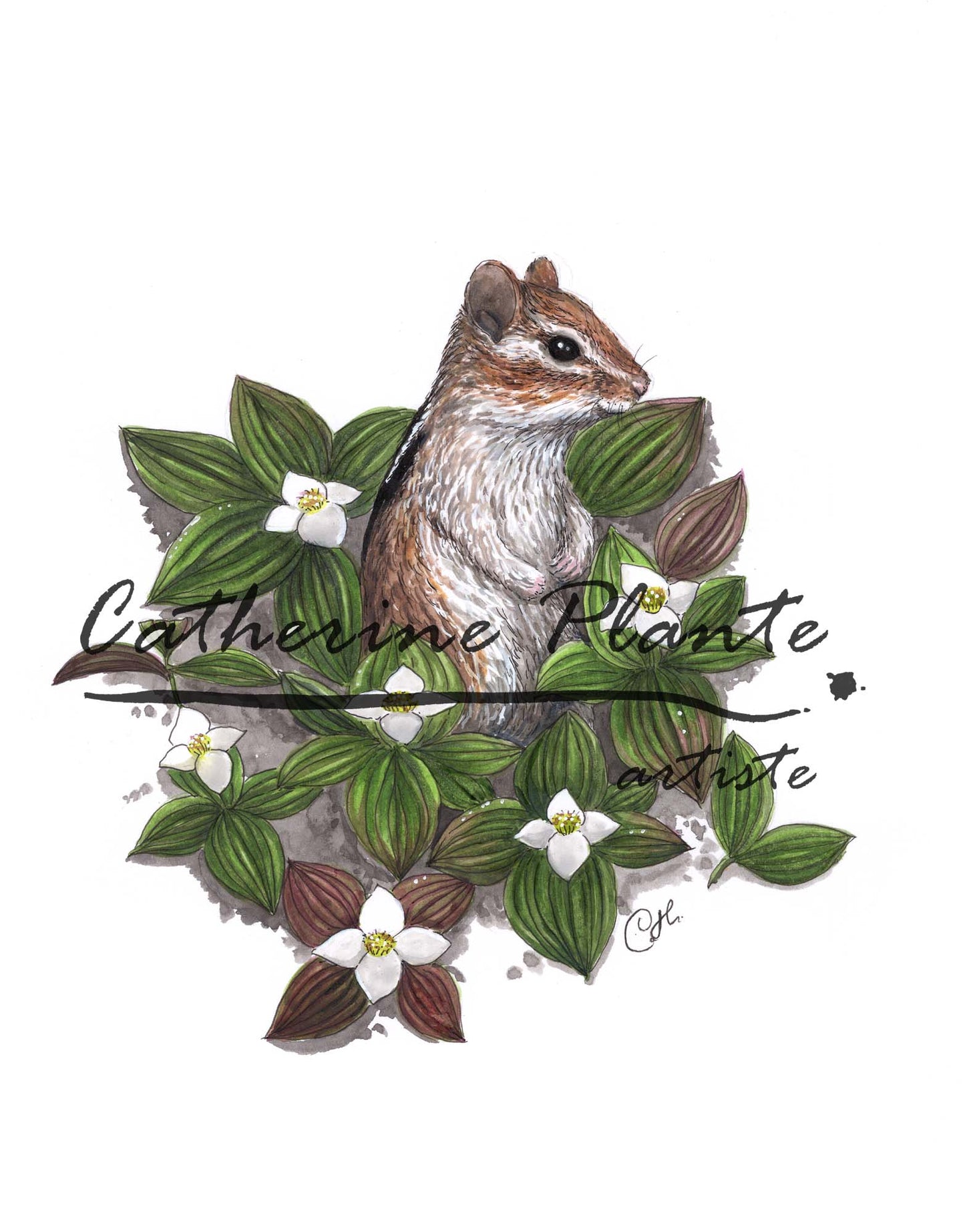 Illustration originale - Le tamia et les quatre-temps