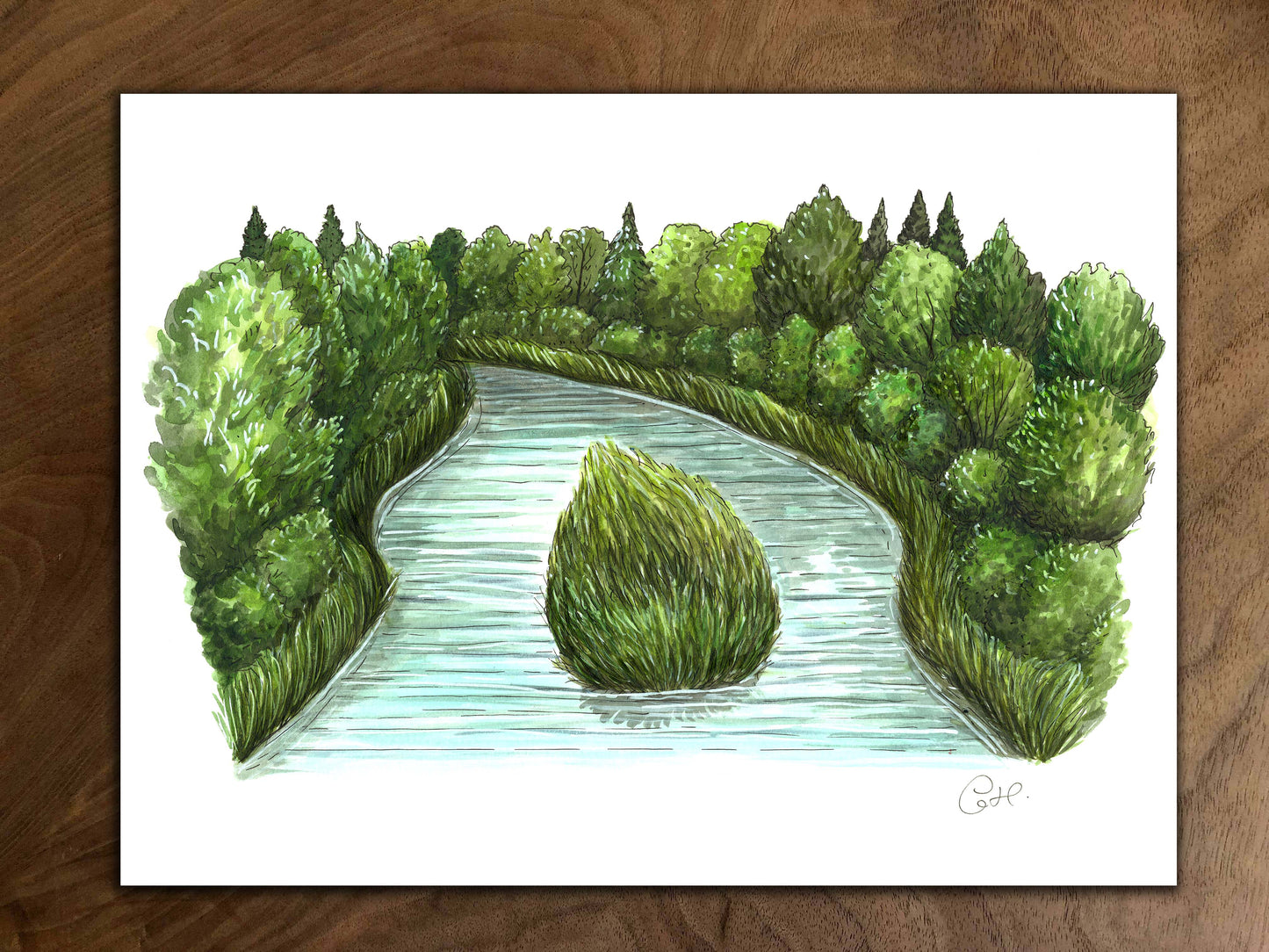 Original illustration - Riparian strip