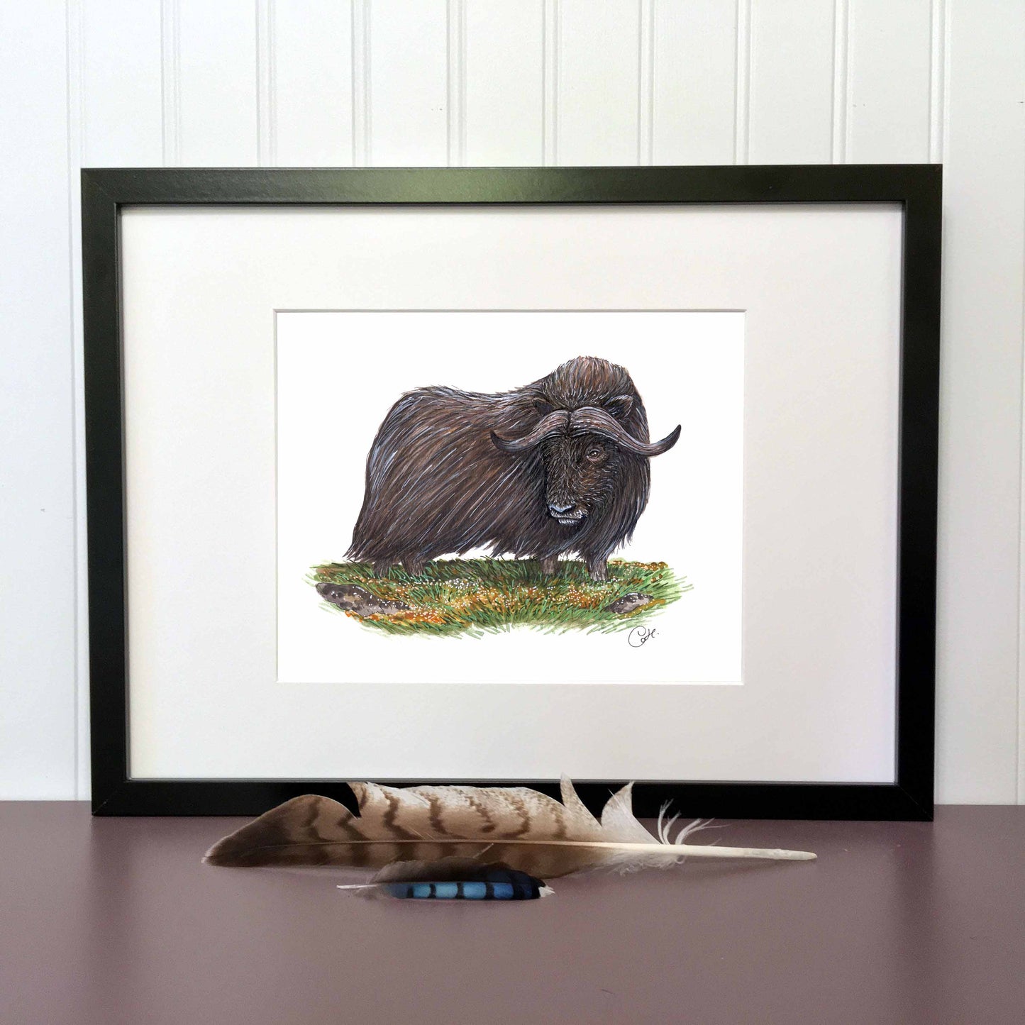 Illustration originale - Boeuf musqué