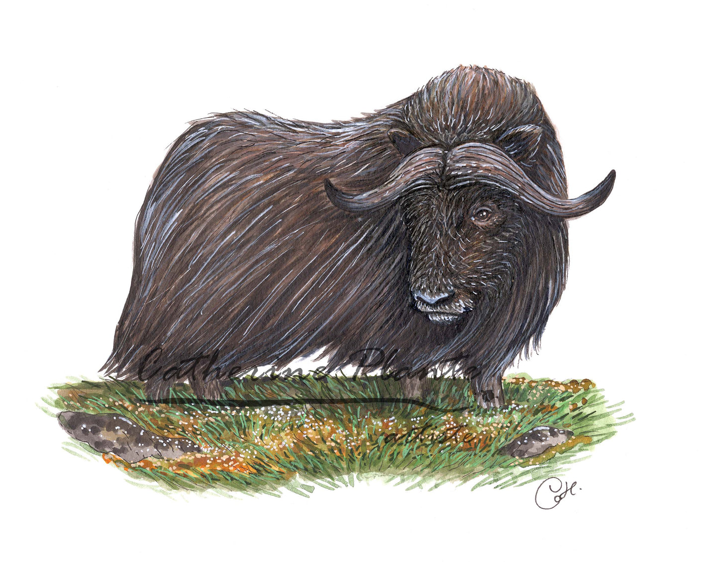 Illustration originale - Boeuf musqué