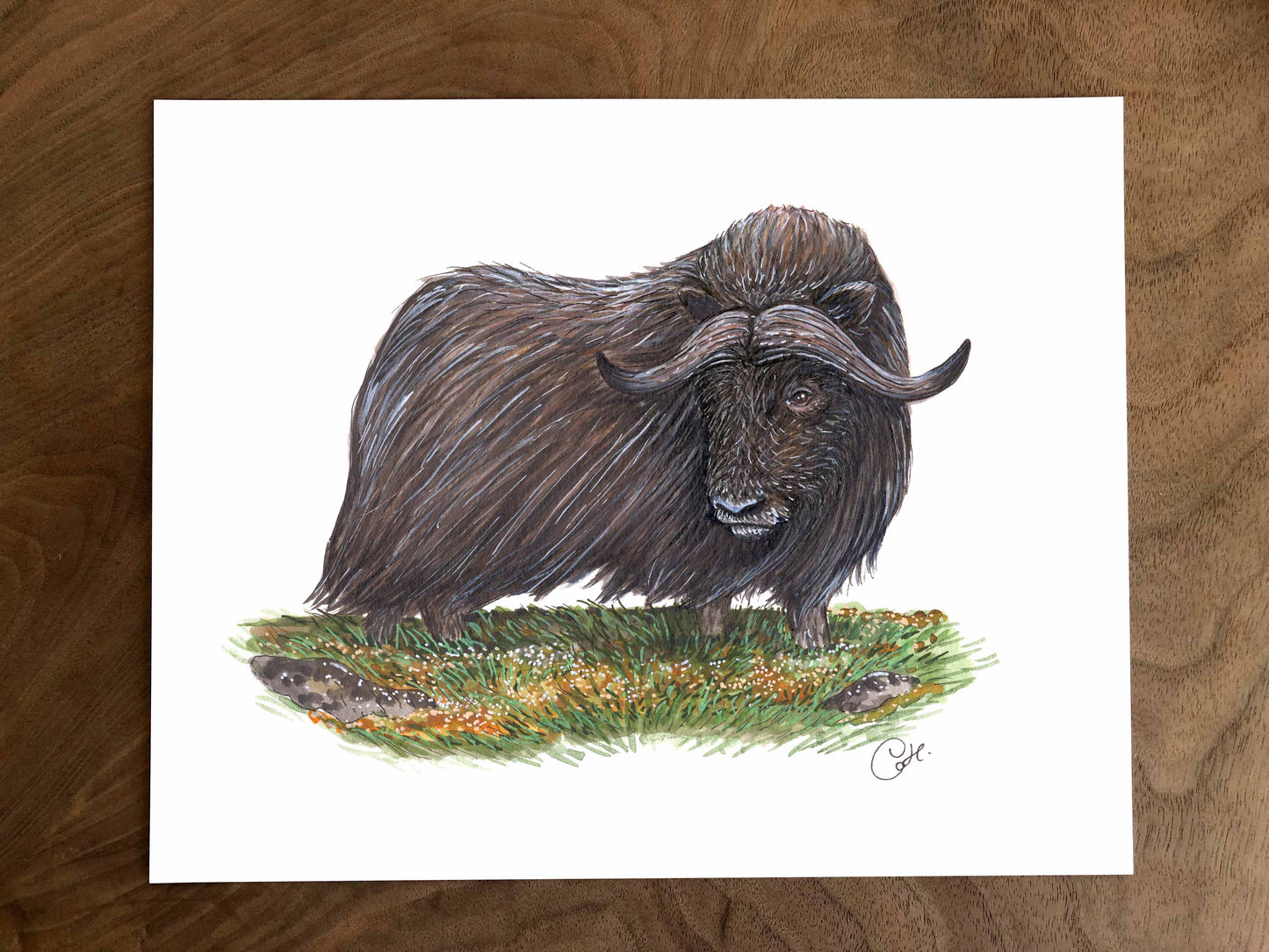 Illustration originale - Boeuf musqué