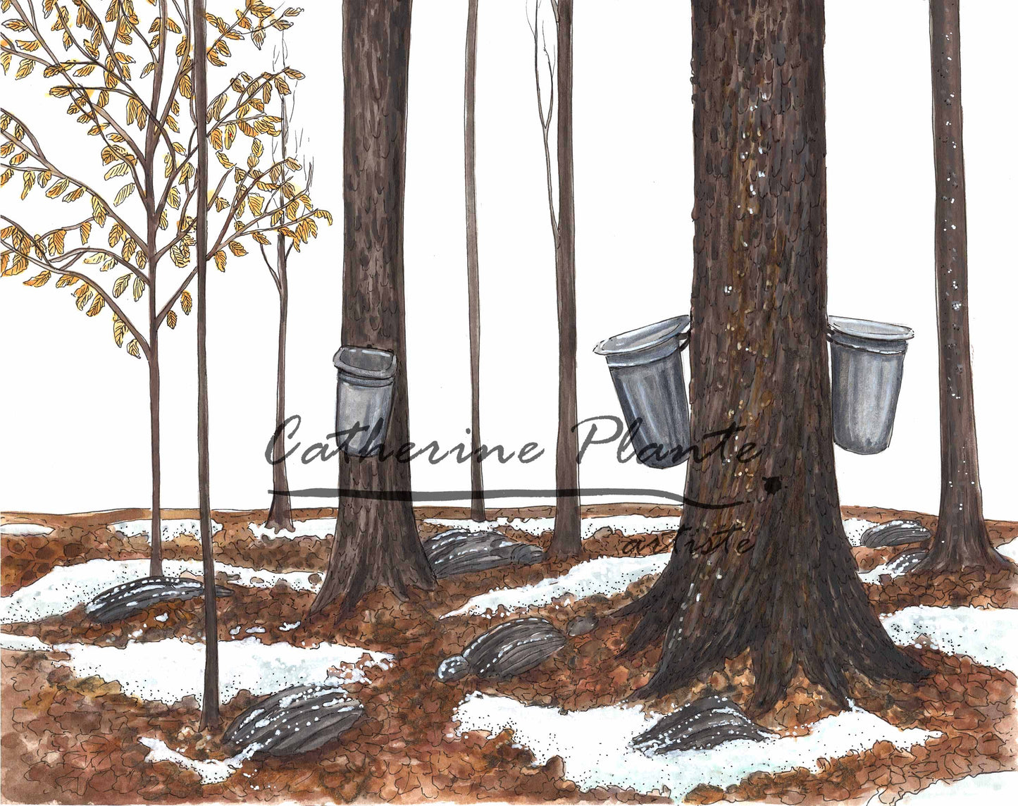 Original Illustration - Maple Grove
