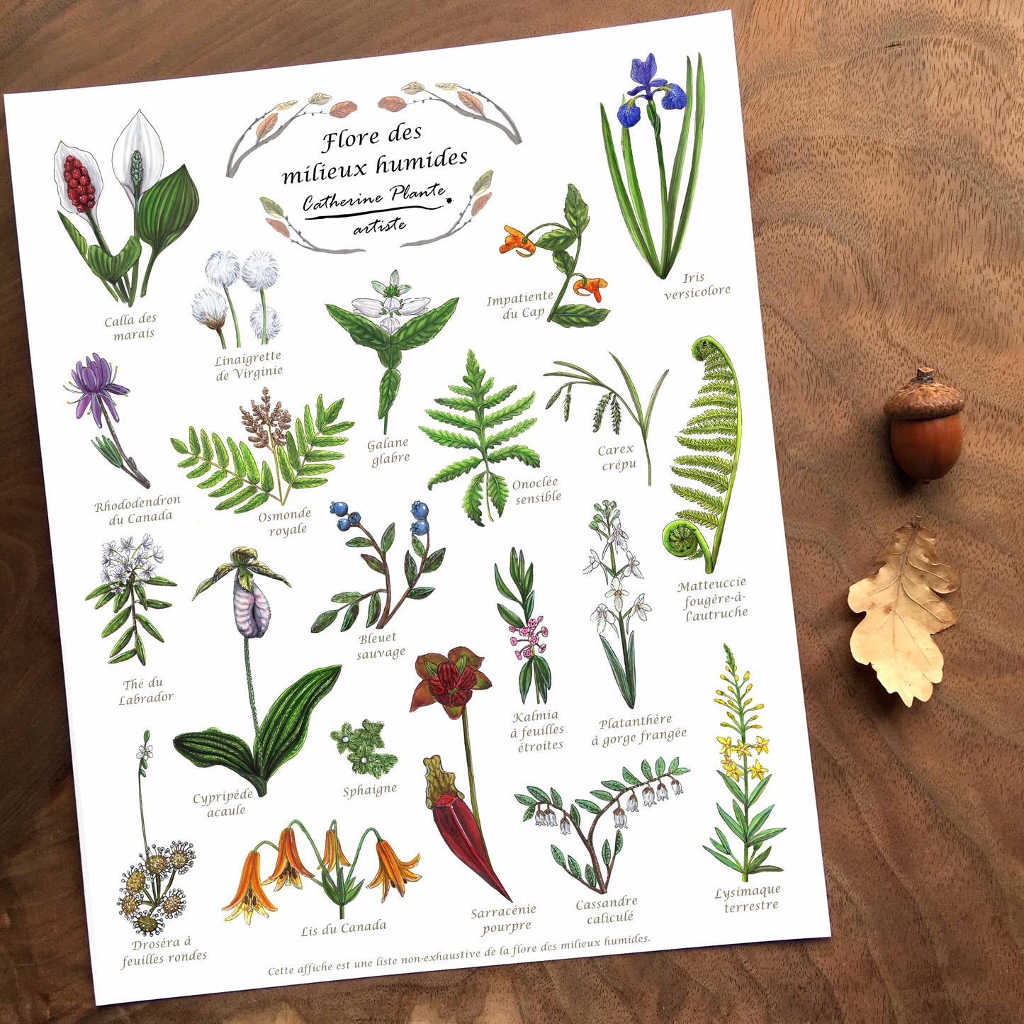 Affiche éducative - Flore des milieux humides
