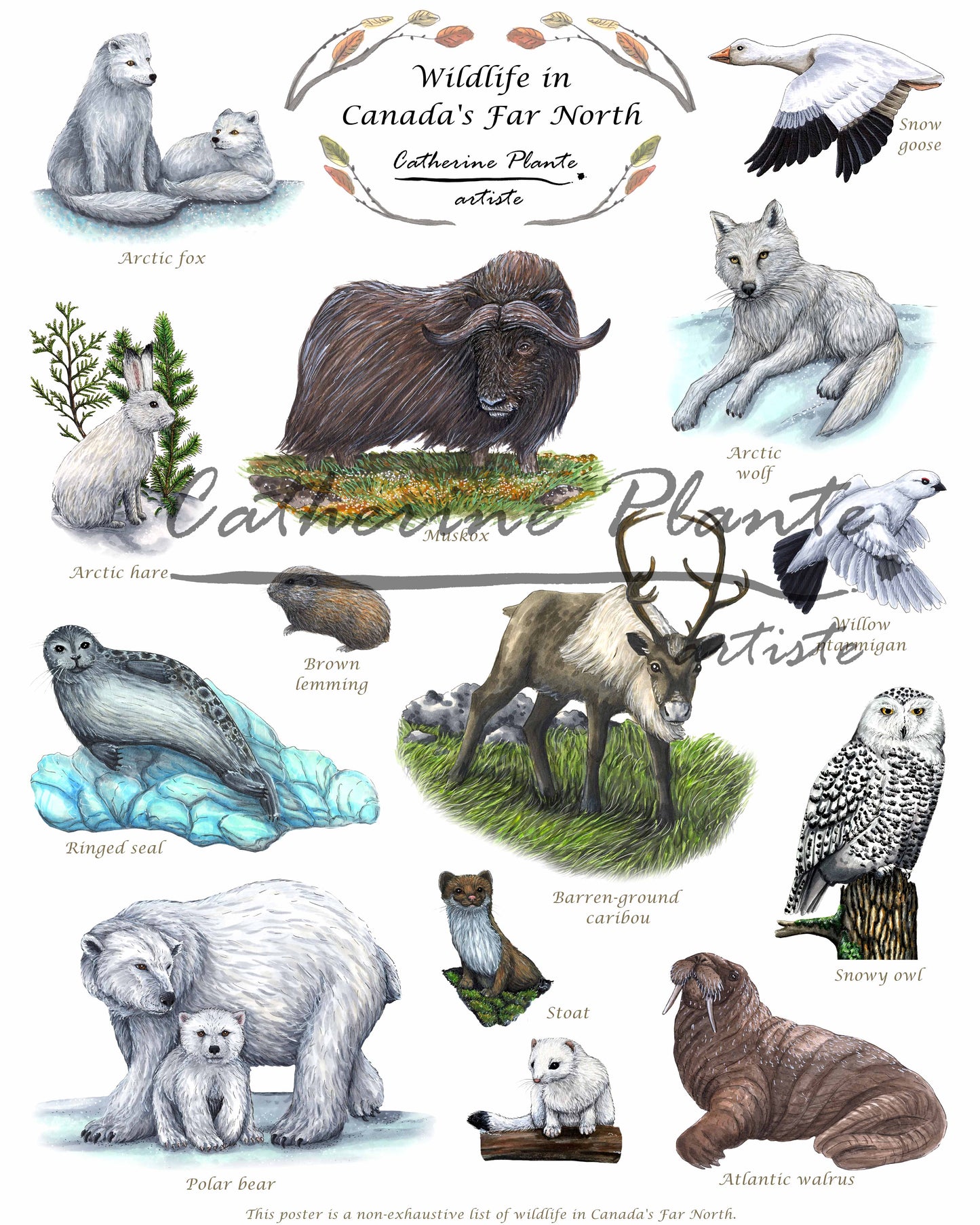 Affiche éducative - La faune du Grand Nord canadien