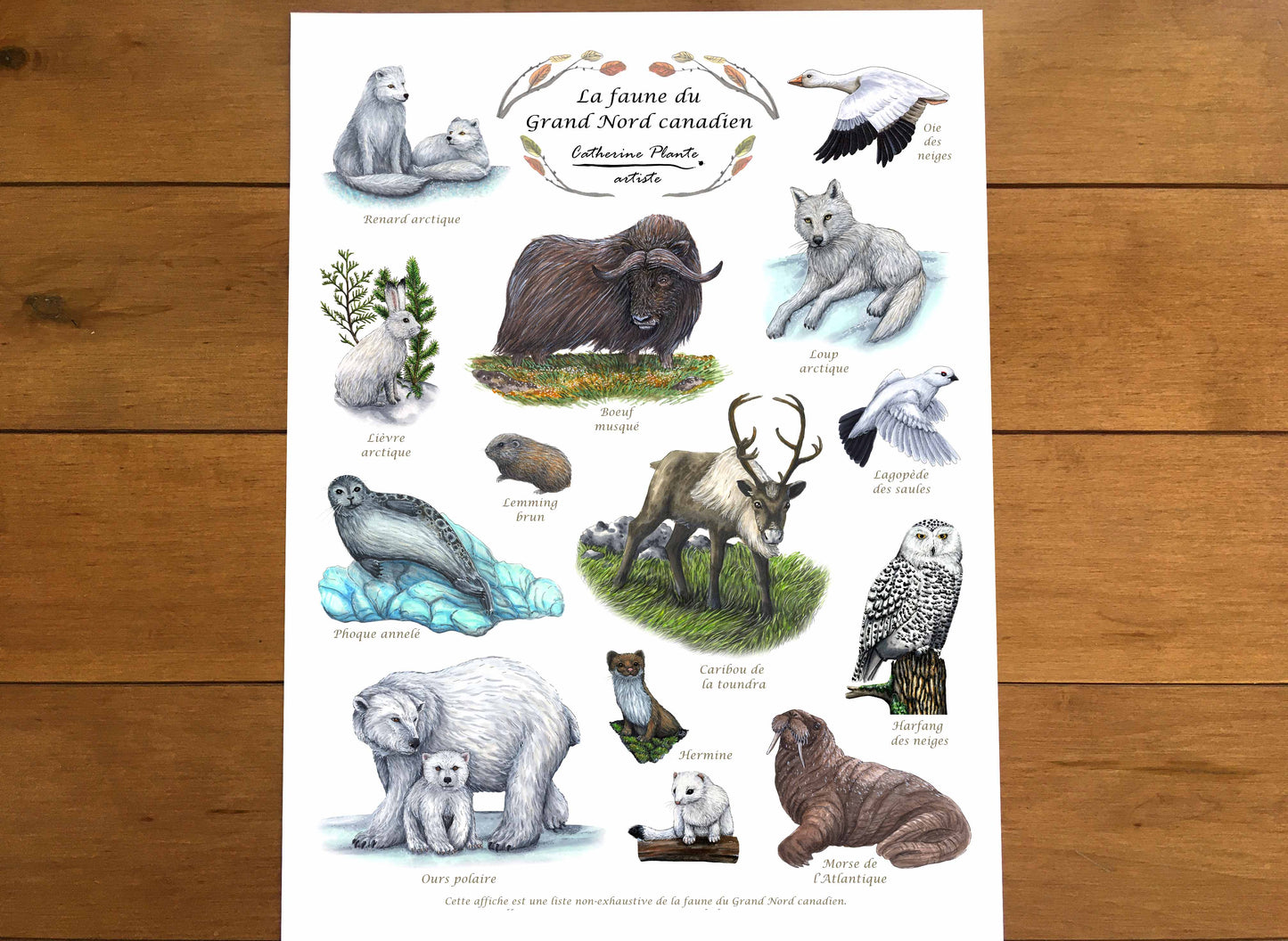 Affiche éducative - La faune du Grand Nord canadien