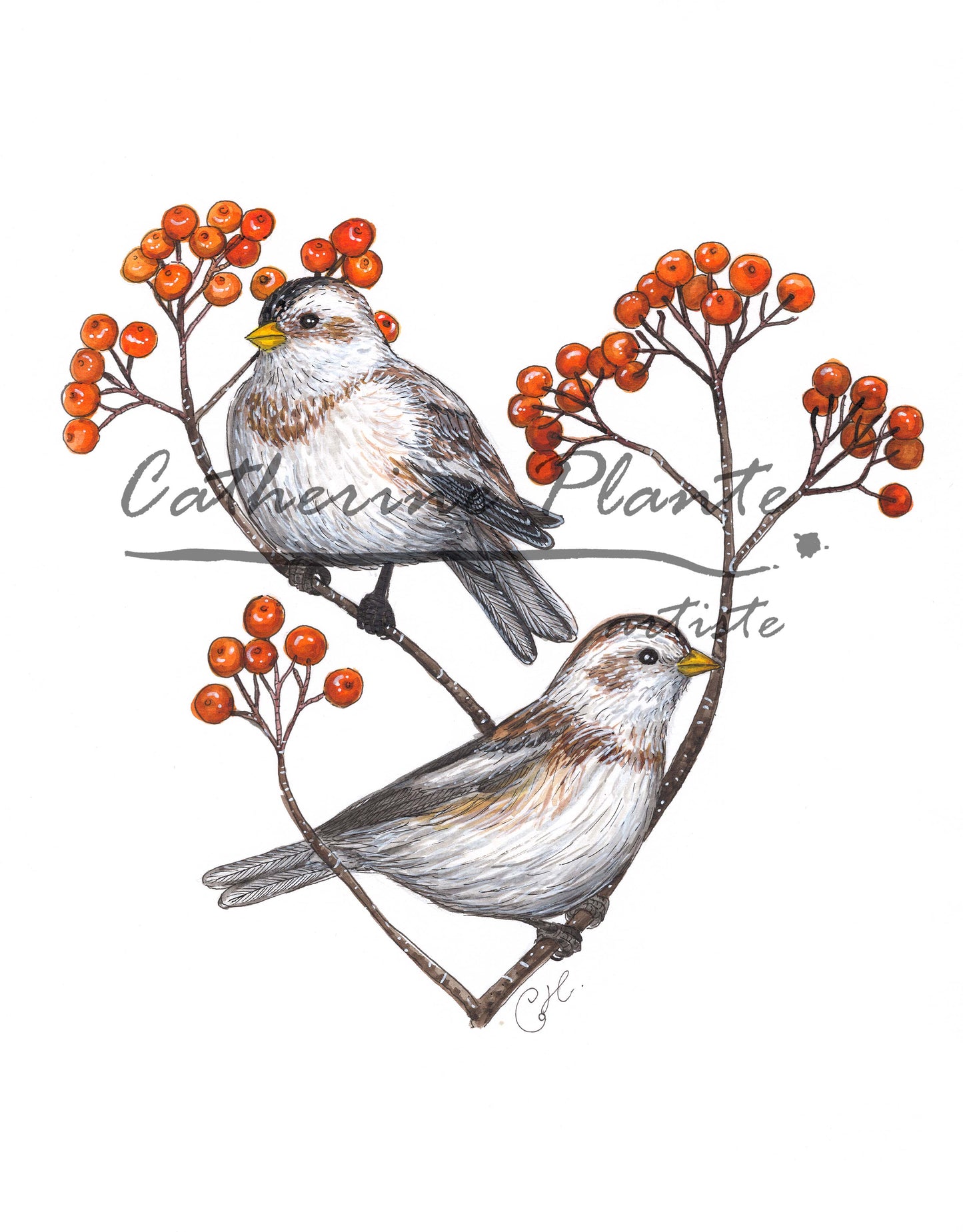Illustration originale - Les plectrophanes et le sorbier