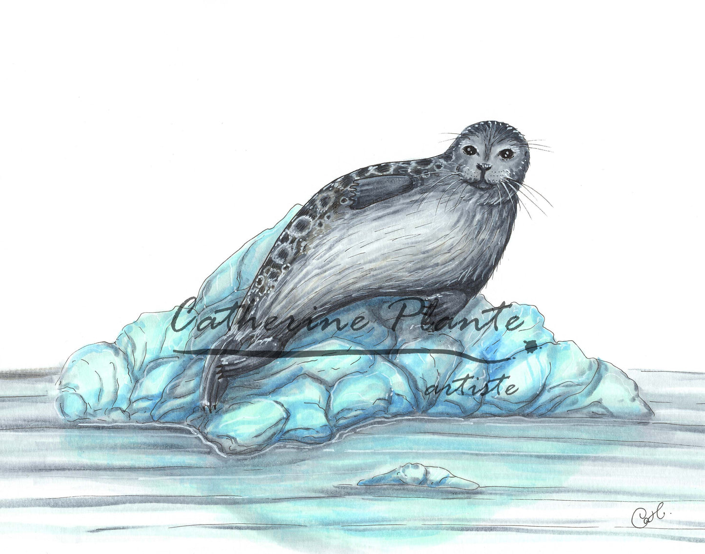 Illustration originale - Phoque annelé