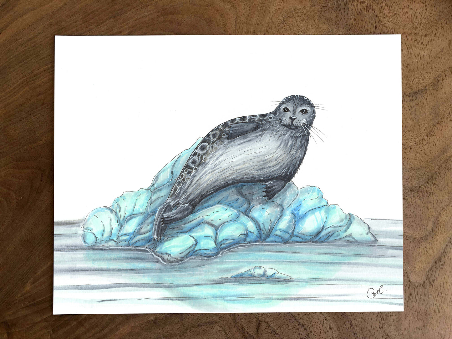 Illustration originale - Phoque annelé