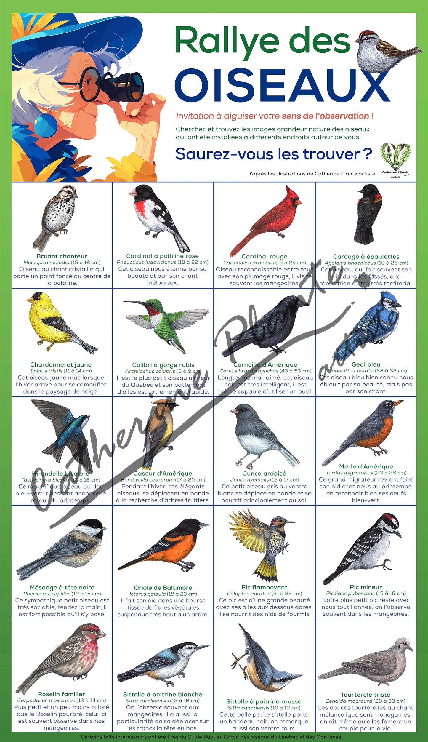 Rallye d'oiseaux - Modèle de base: Ornithologue amateur