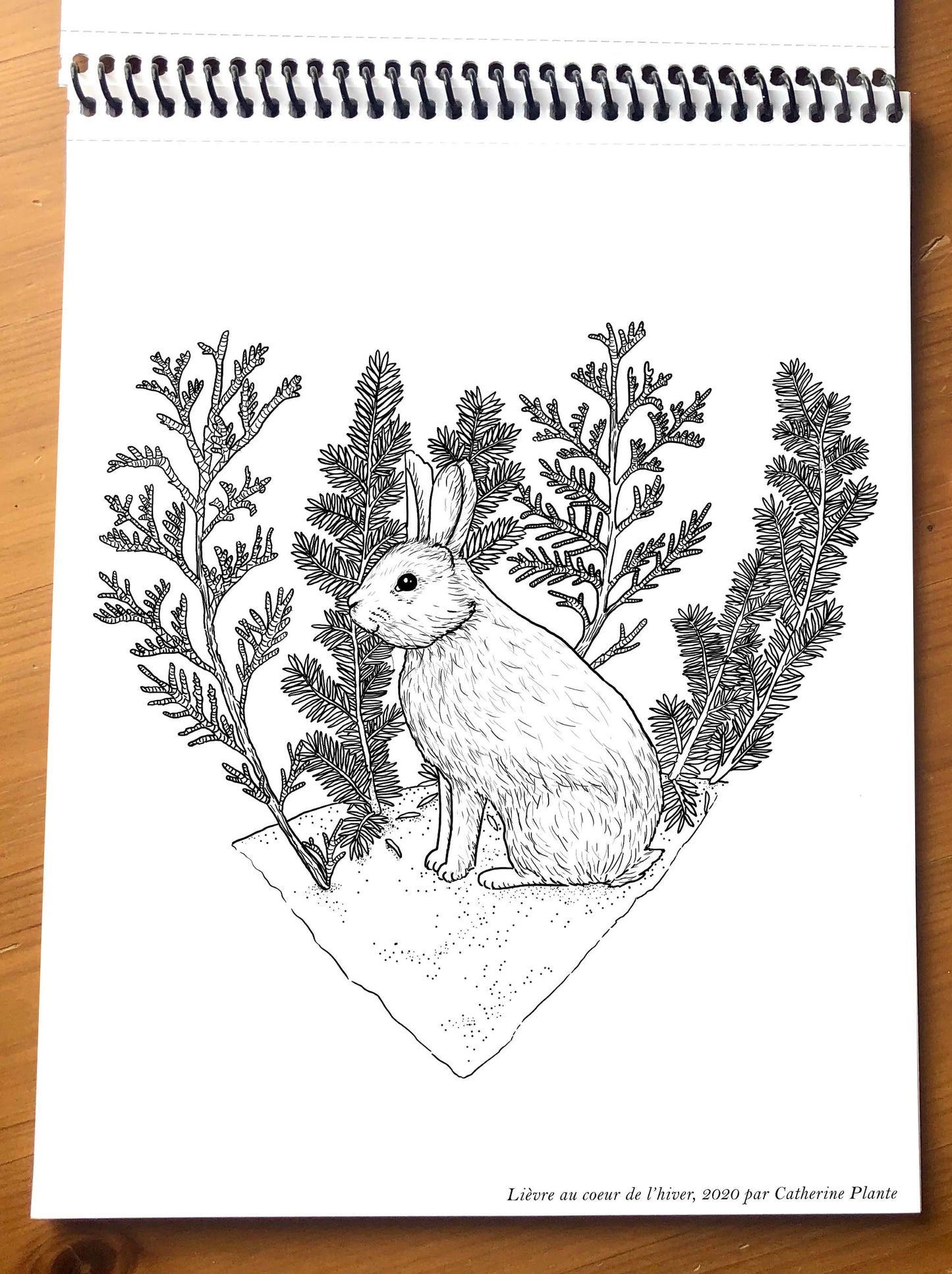 Coloring Book - Creatures of Our Forests