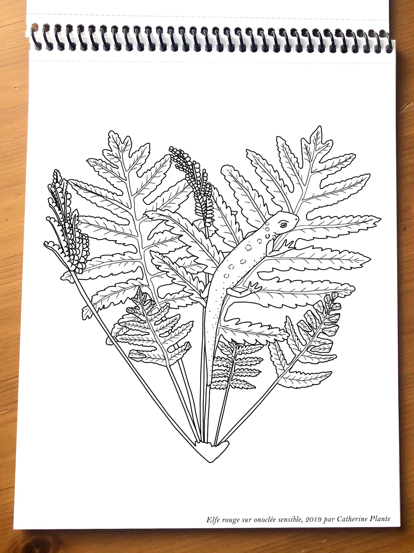 Coloring Book - Creatures of Our Forests