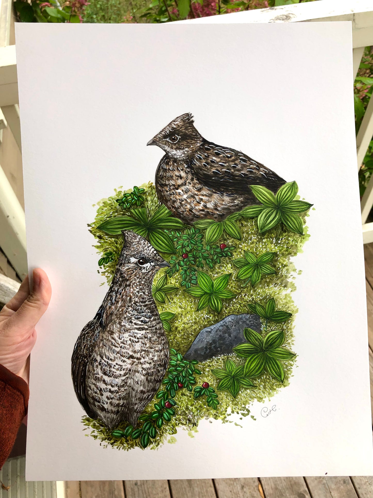 Grande illustration originale - Les gélinottes boréales